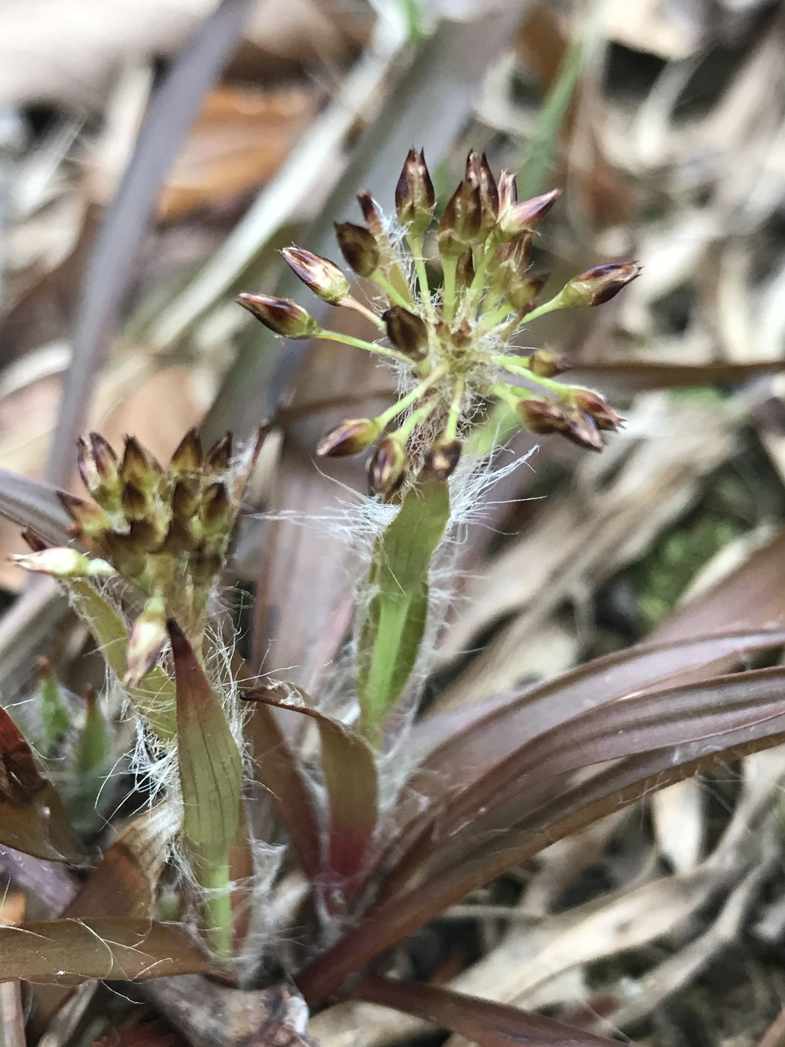 Hairy Woodrush before the flowers have opened. The leaves are wide relative to its short stature.