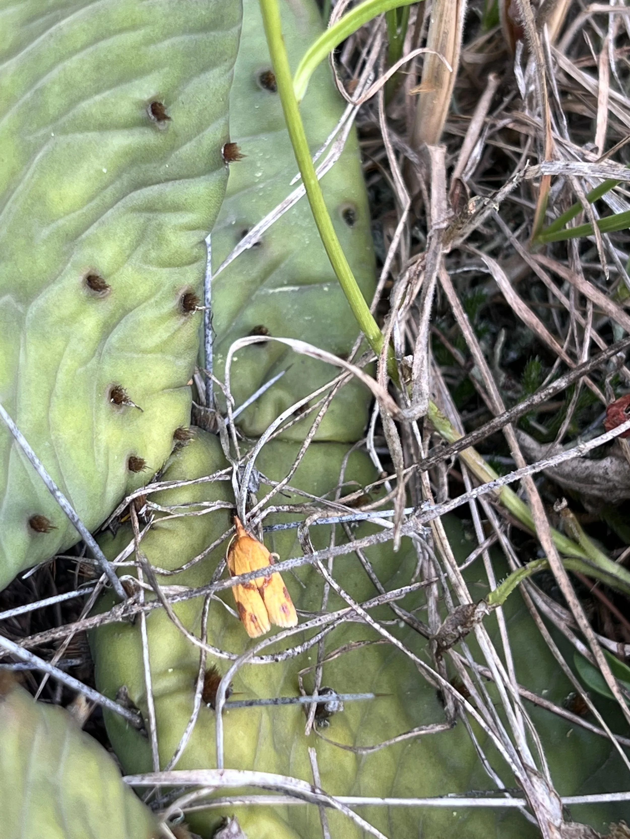 A small yellow and pink moth sits on a prickly pear cactus pad.