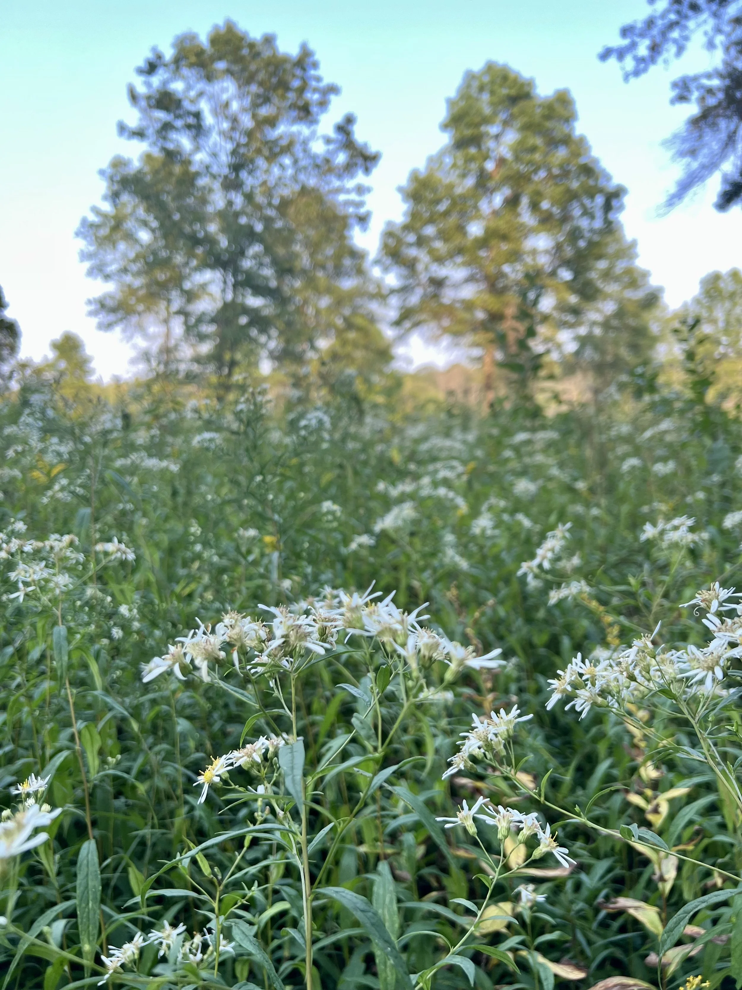A field of flat-topped white aster