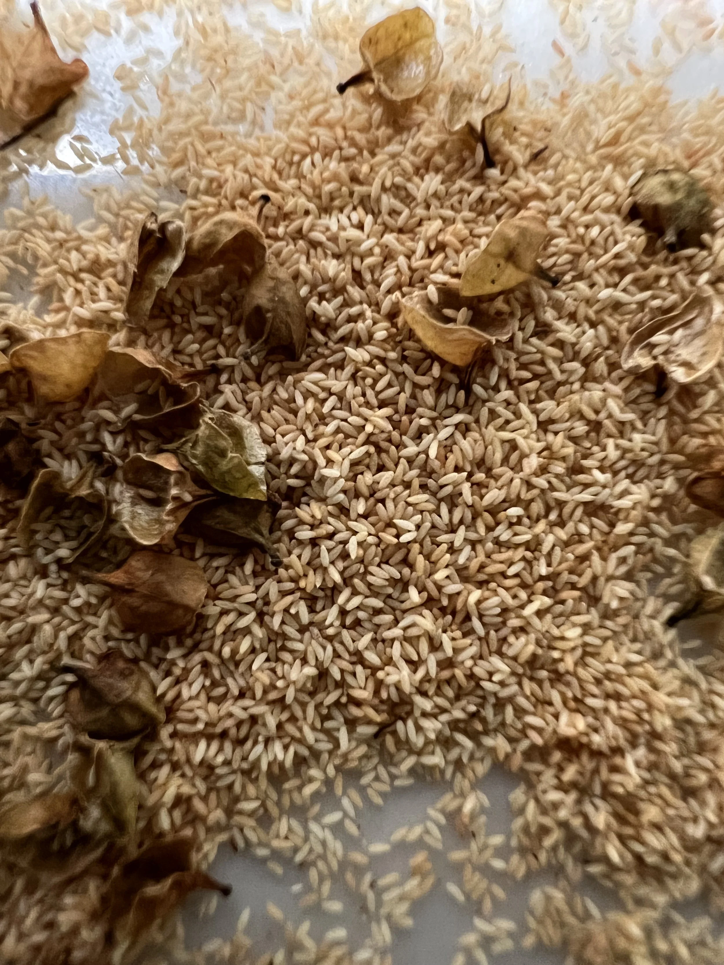 The seeds of Ditch Stonecrop look like tiny rice grains.