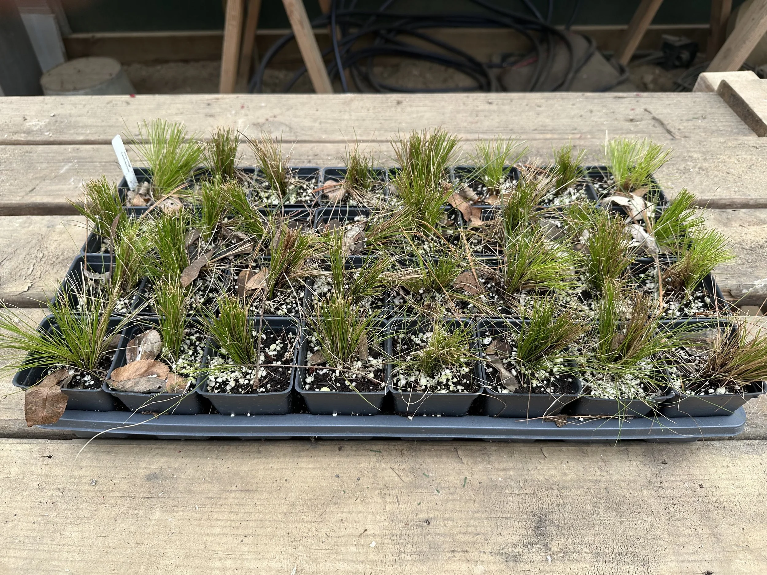 A full flat of ivory sedge, 32 2.5” pots.