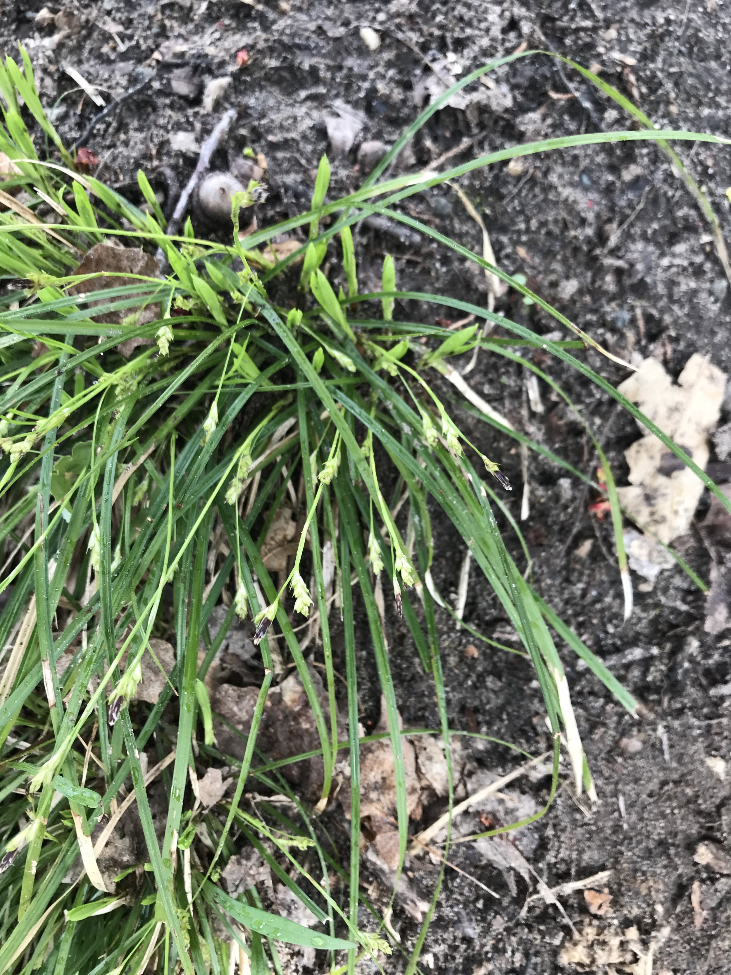 Long-stalked Sedge is semi-evergreen.  the older leaves flop over and new leaves grow straight up. The flowering stems start out short but then continue to grow until they are up to 24”