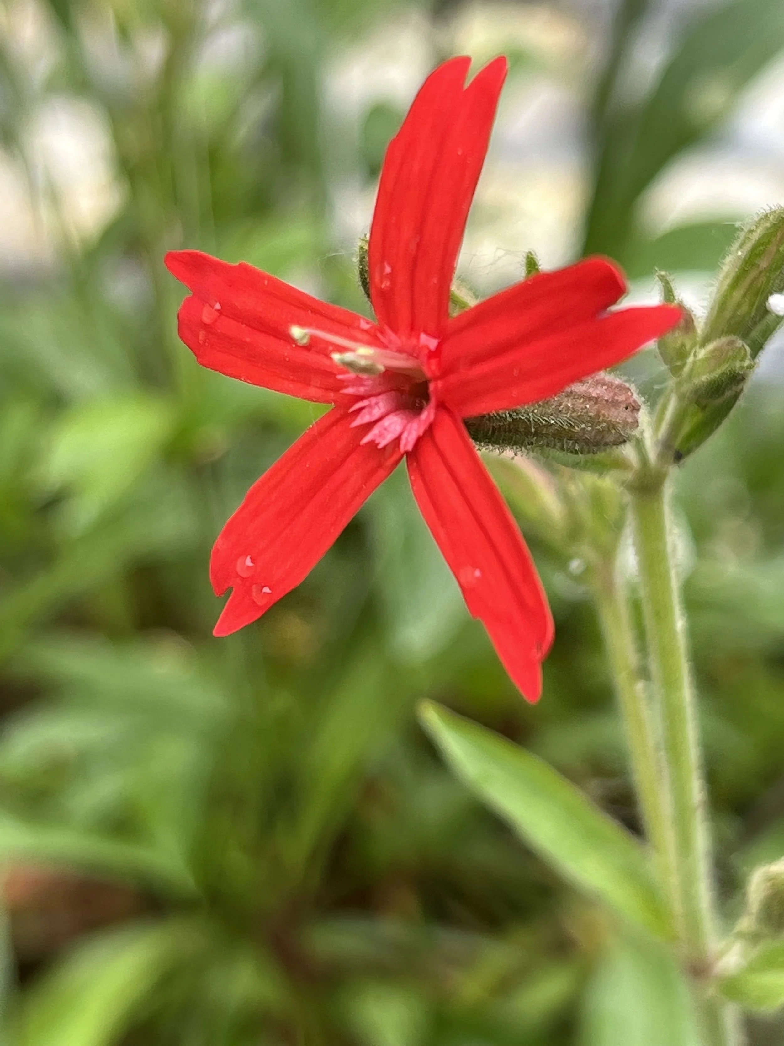 Fire Pink (Silene virginica)