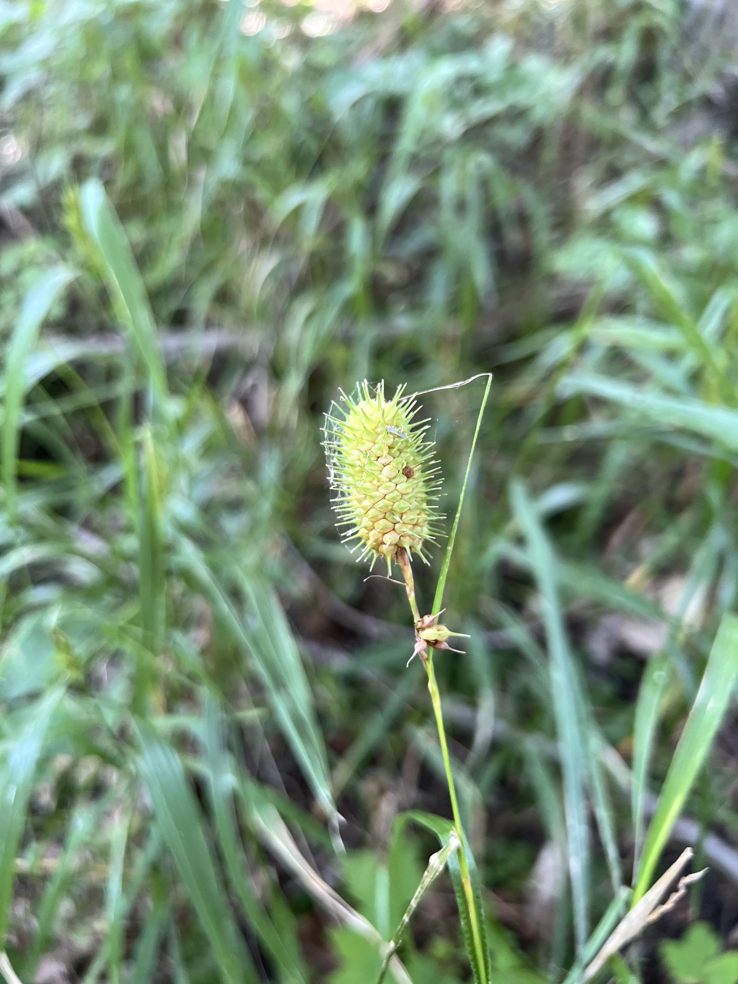 Squarrose Sedge (Carex squarrosa)