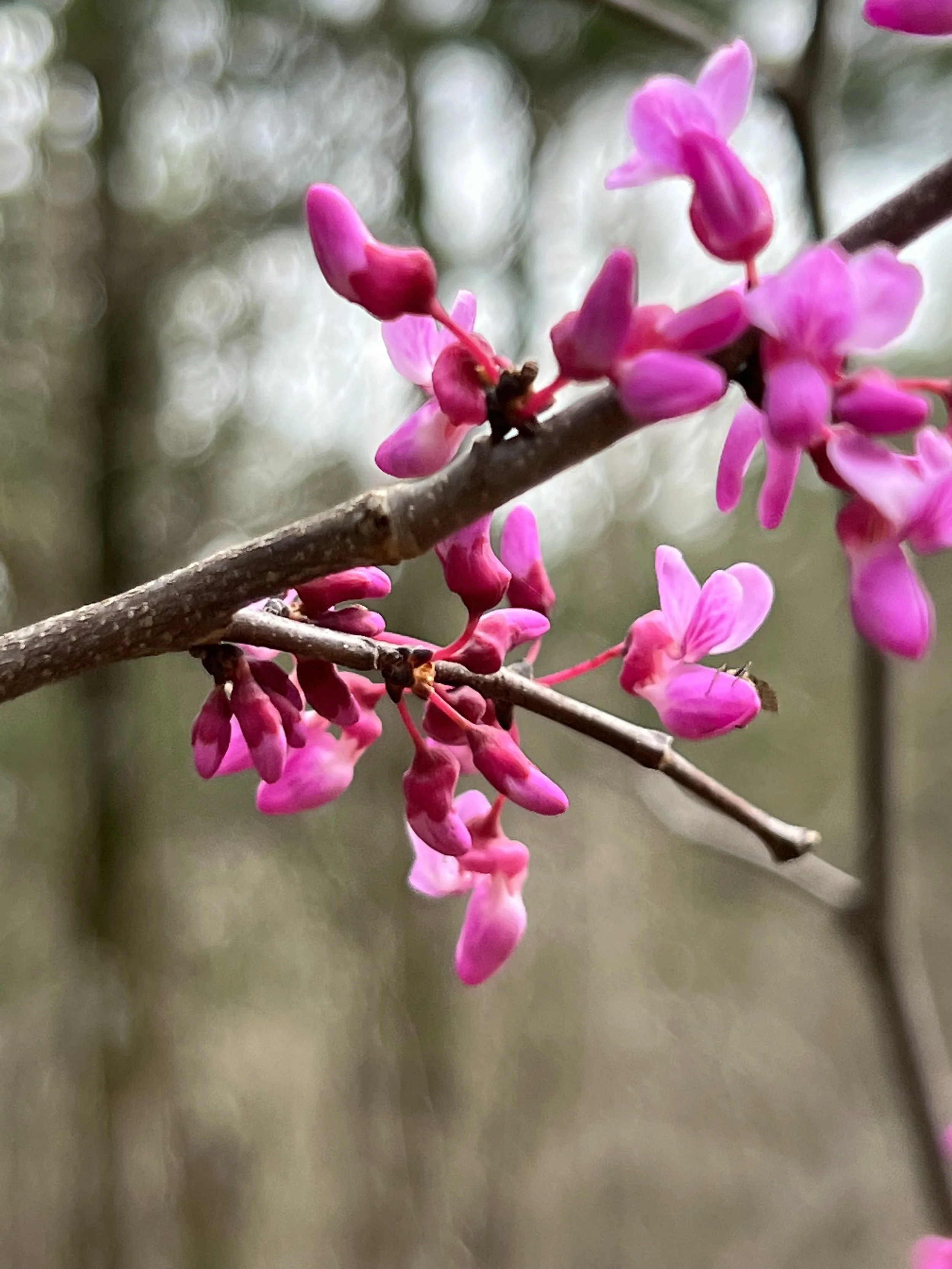 Redbud (Cercis canadensis)