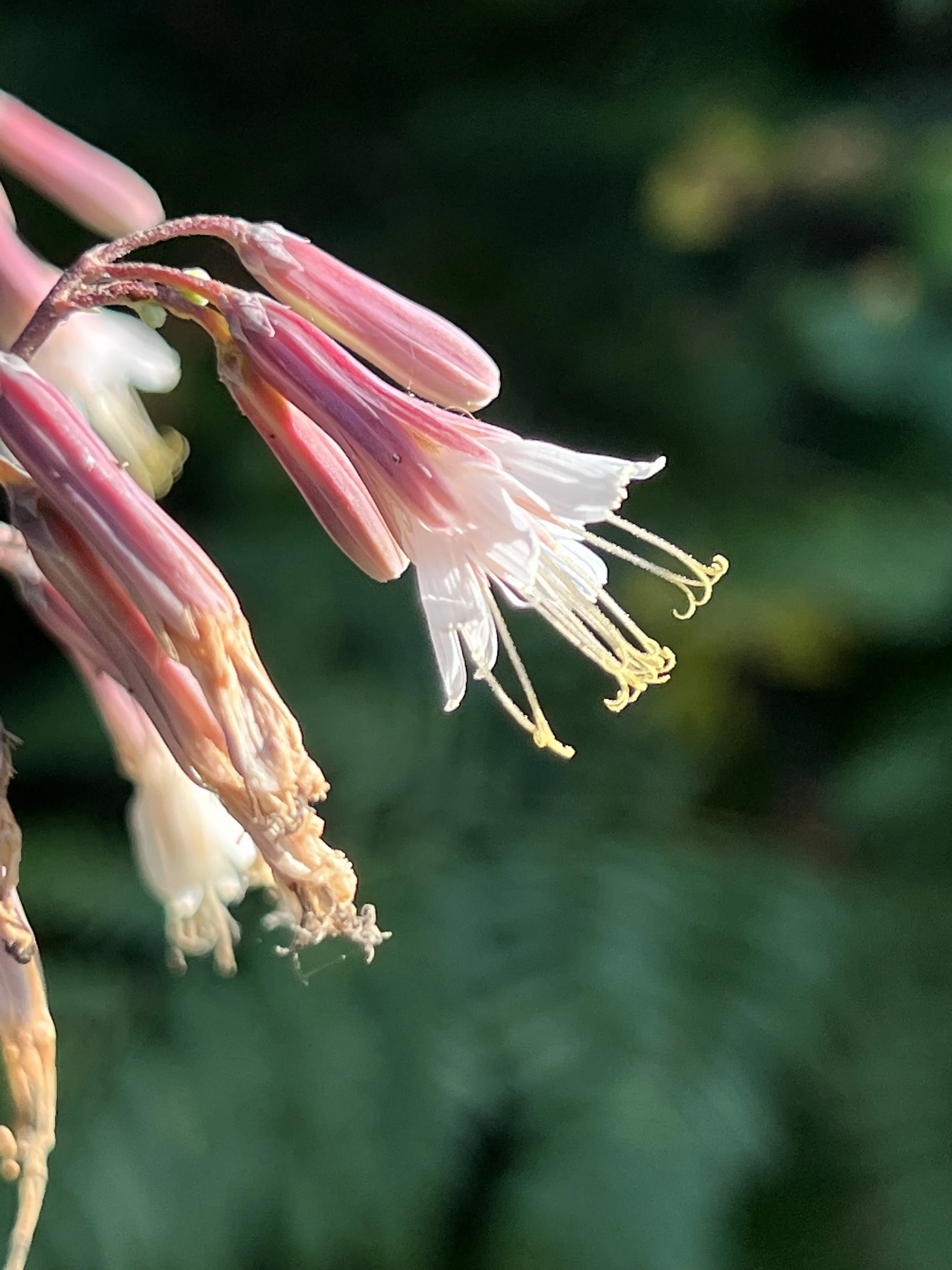 Lion's Foot (Prenanthes alba)