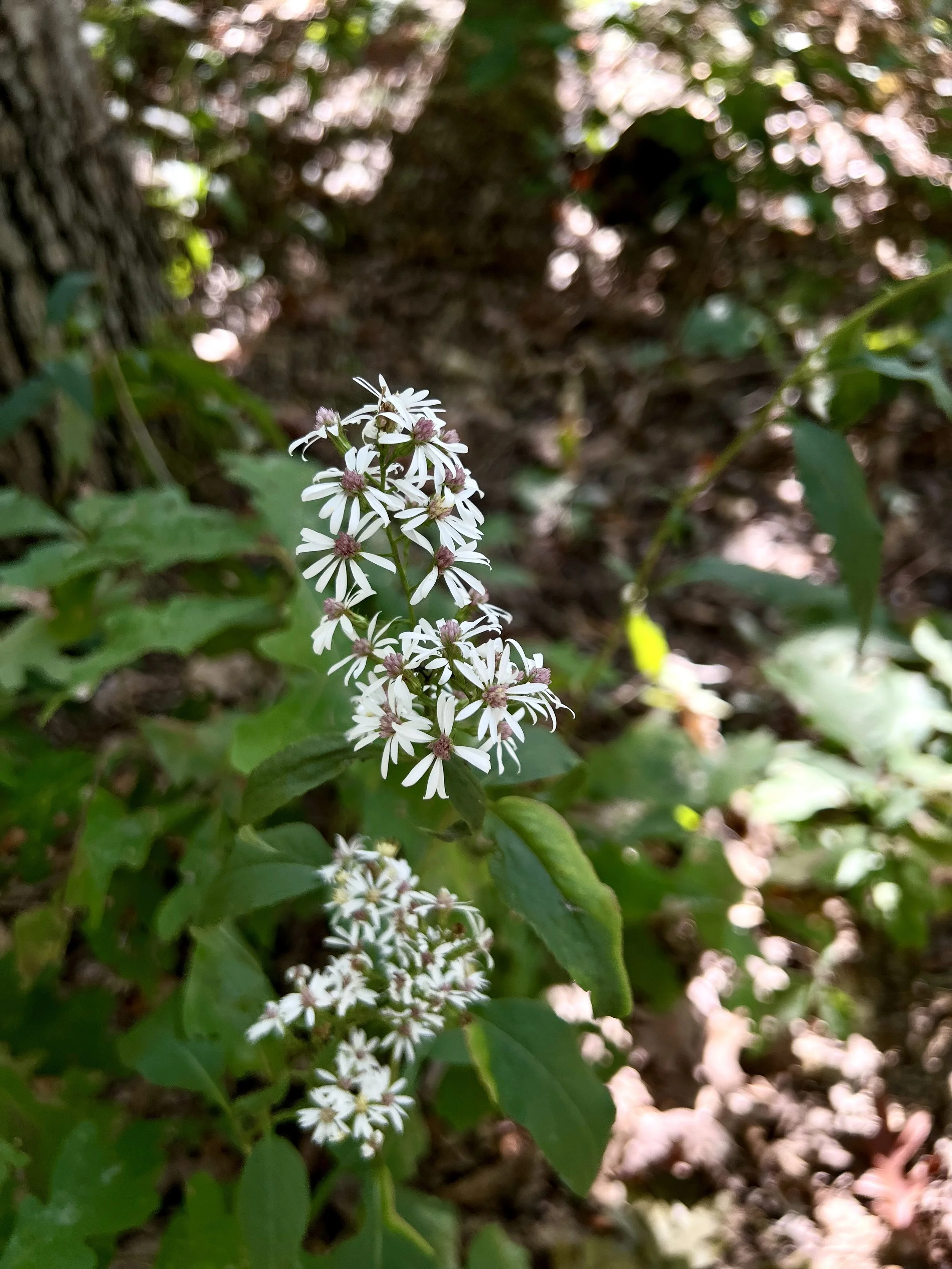 Arrow-leaved Aster (Symphyotrichum urophyllum)