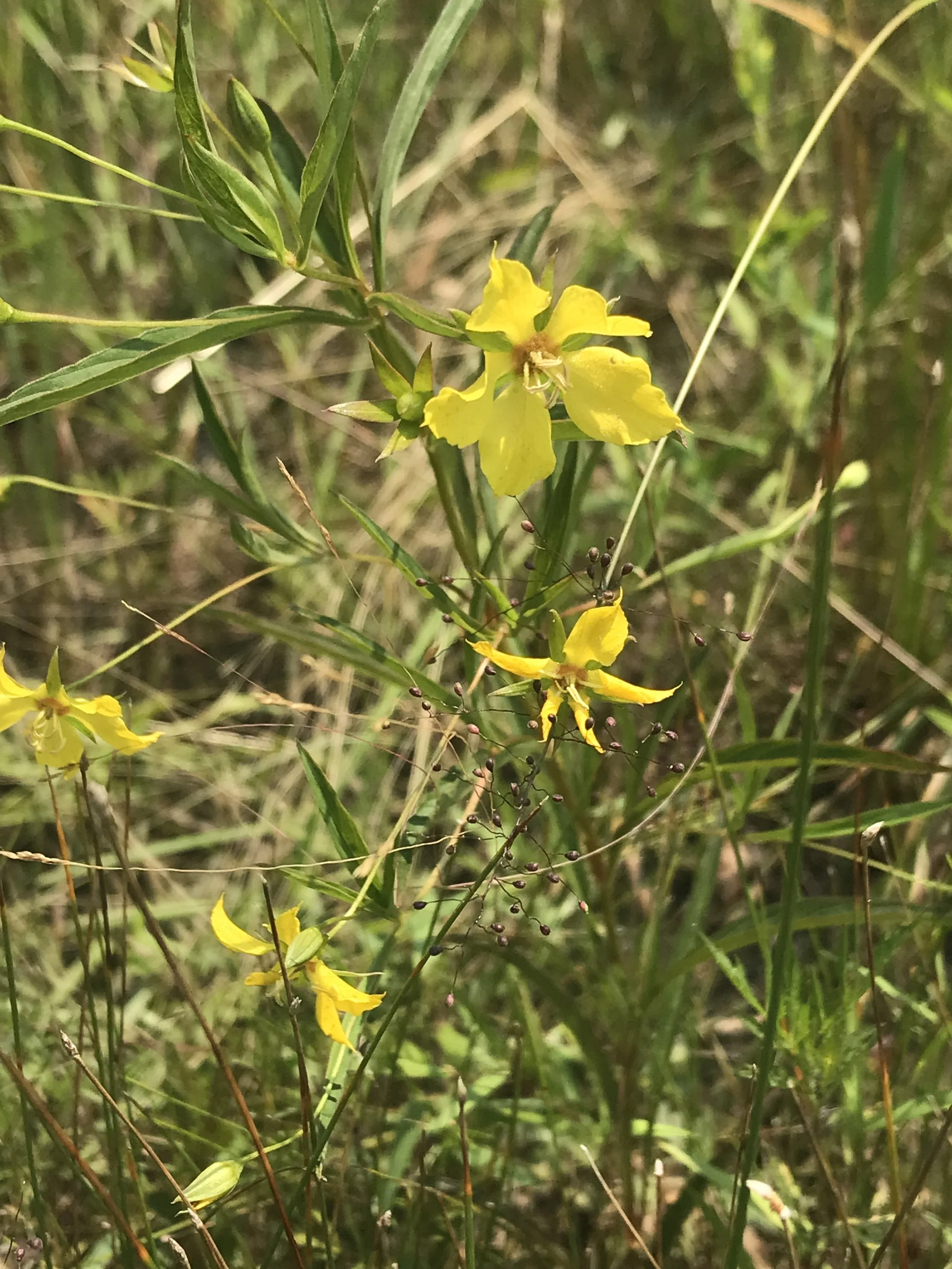 Prairie Loosestrife has yellow flowers which are large relative to its thin whorls of leaves.
