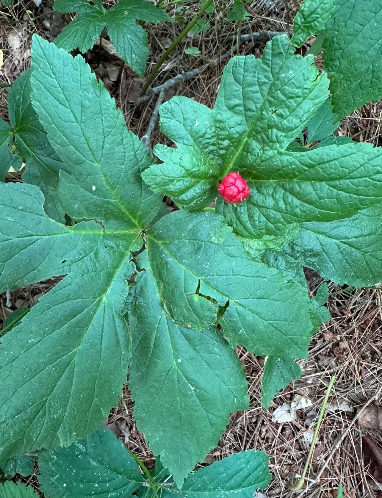An older goldenseal plant has smooth leaves and a red berry.