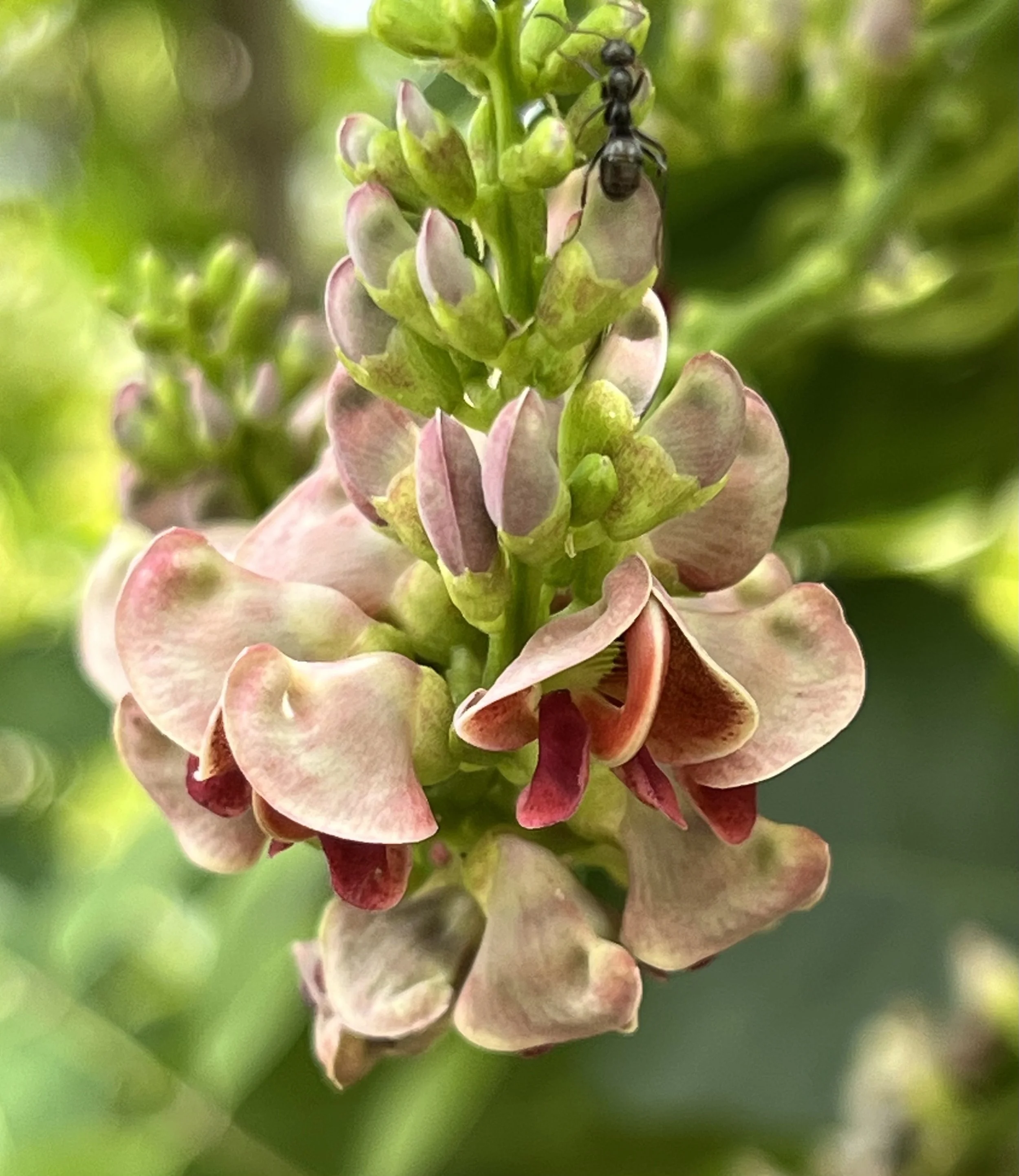 Groundnut (Apios americana)