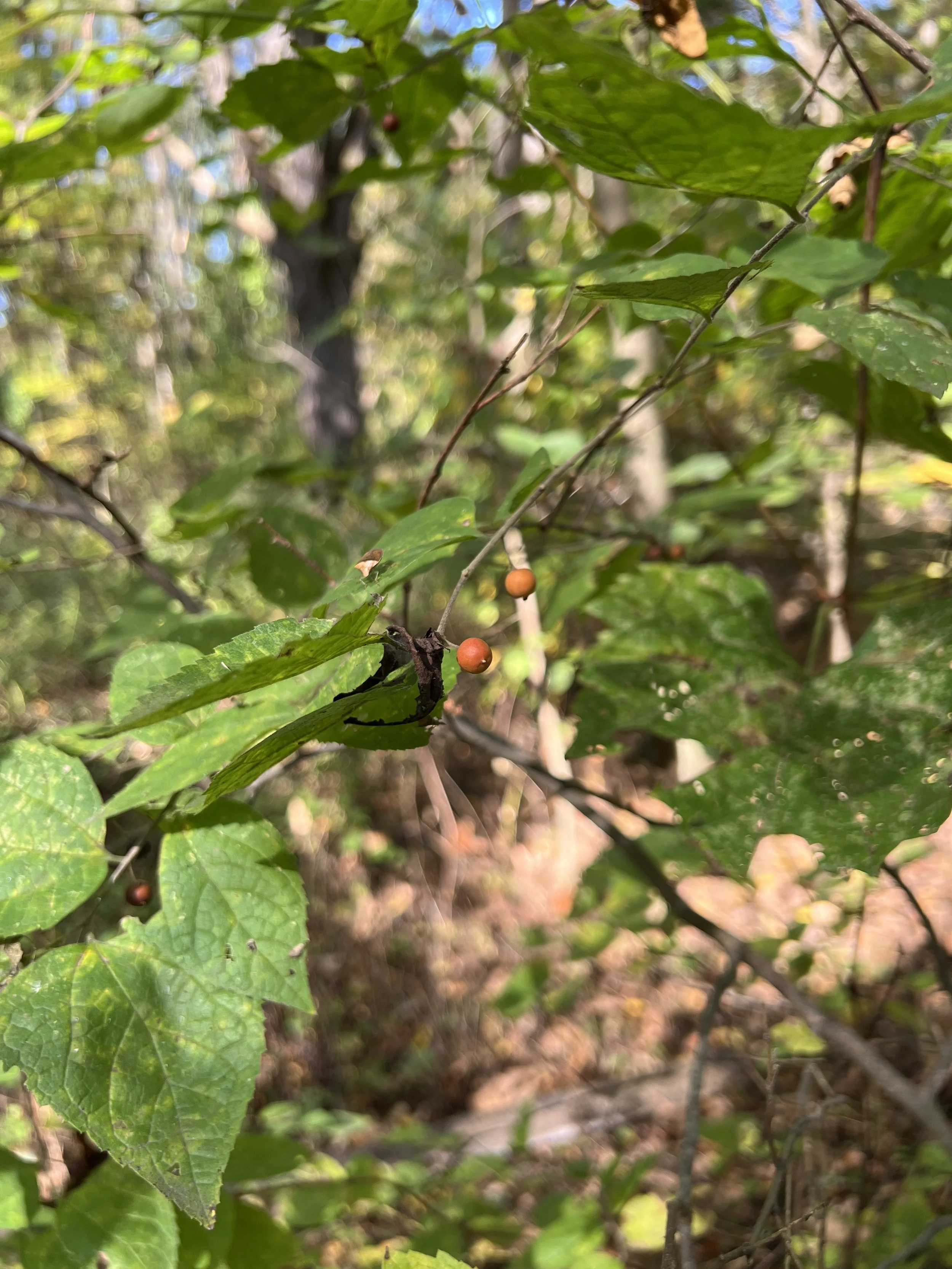 Dwarf Hackberry (Celtis tenuifolia) leaves are somewhat thinner than Common Hackberry leaves. The berries are slightly smaller, but both are sweet, tasting like dates.