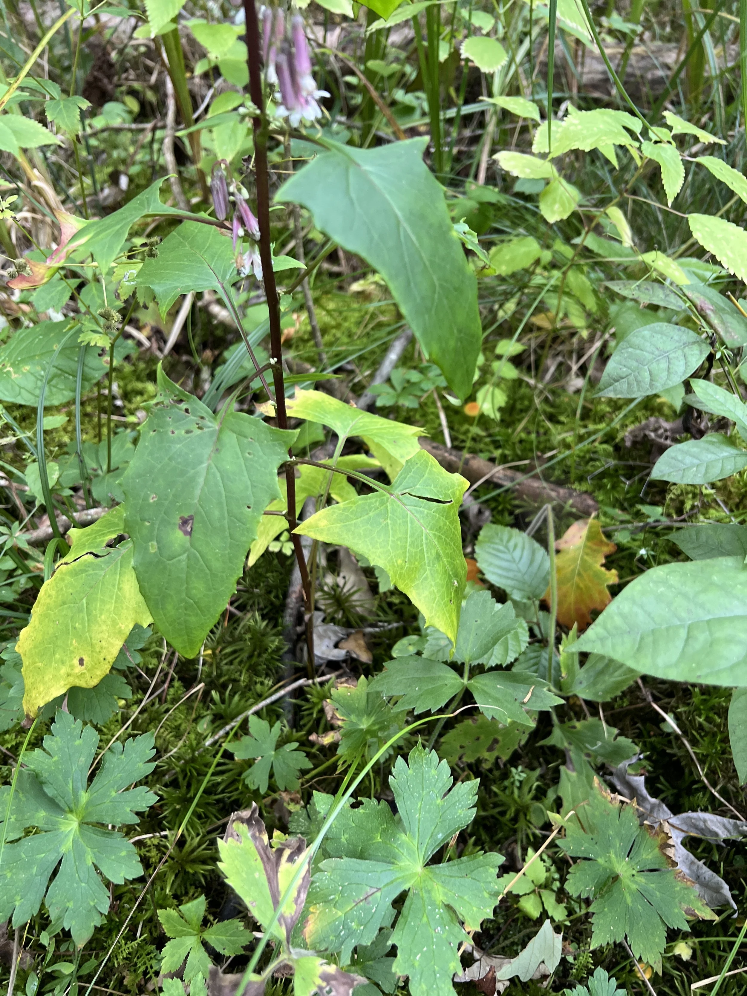 Leaves on the flowering stem of this lion’s foot are hastate in shape.