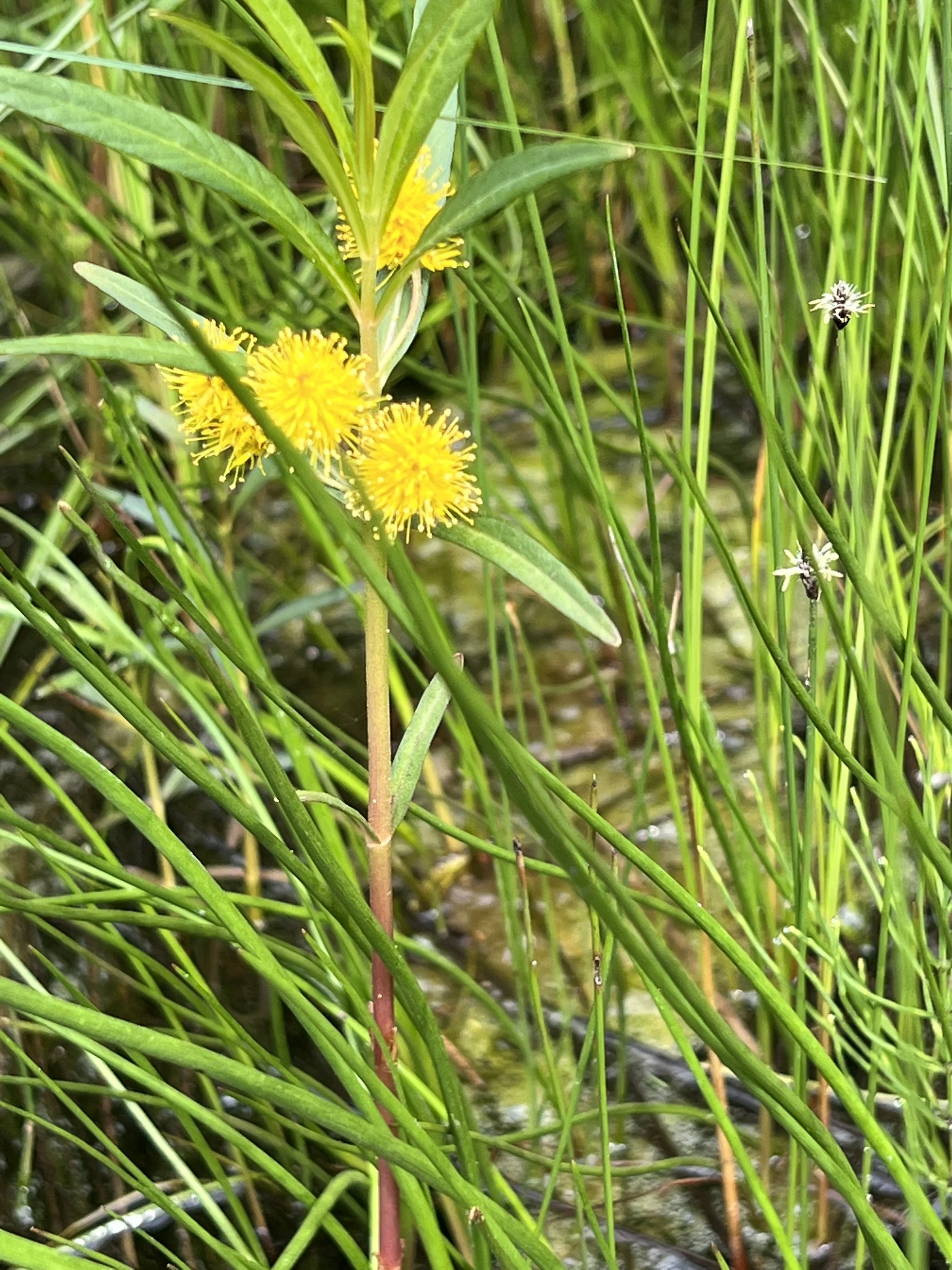 Tufted Loosestrife has spheres of yellow flowers that grow out of the middle  leaf axils.  The plant is approximately  2 feet tall.