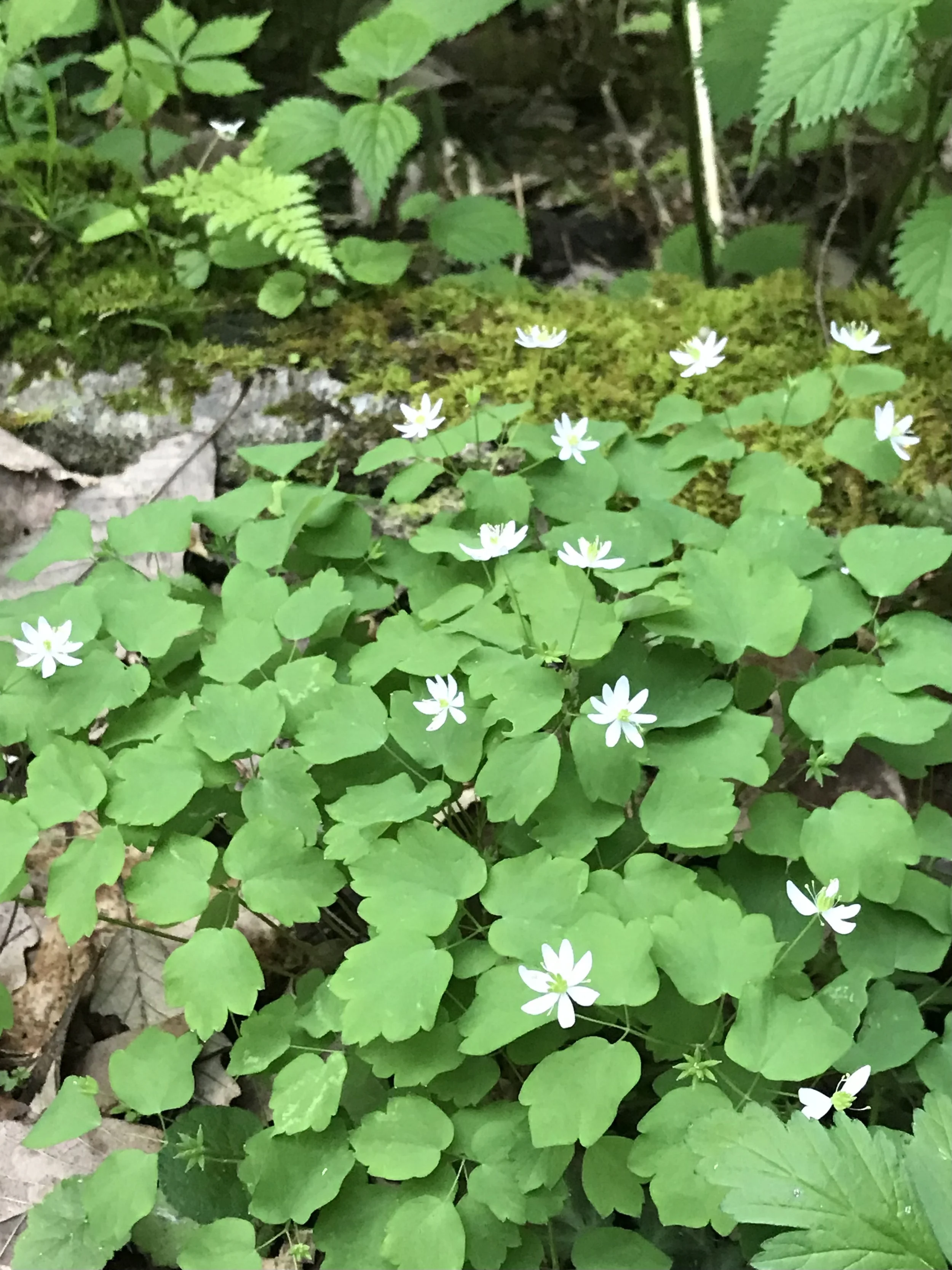 The leaves of rue anemone are not deeply divided, like in false rue anemone.  There are more than five petals also differentiating it from false rue anemone’s five petals.