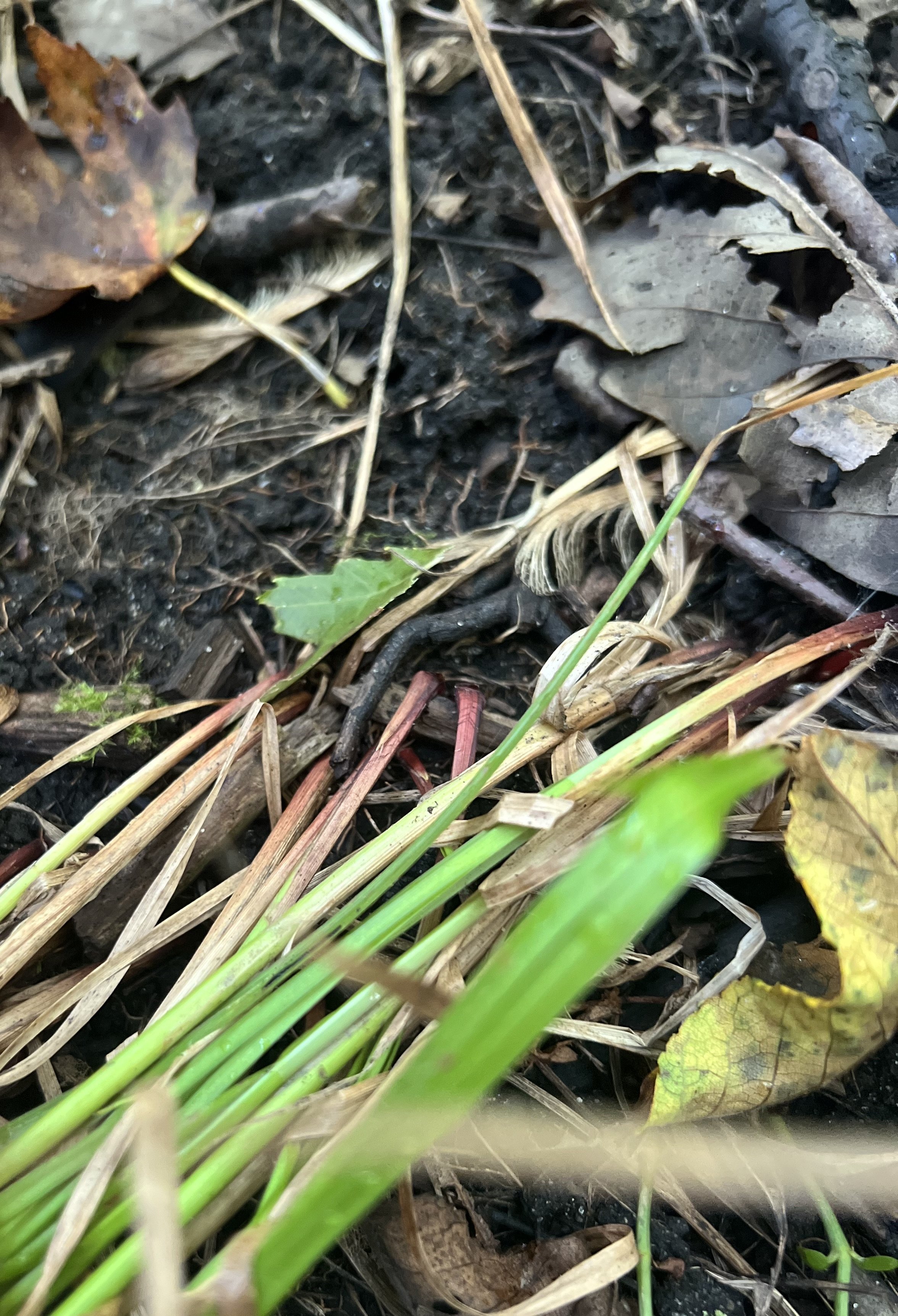 The bases of Tuckerman’s Sedge are reddish.