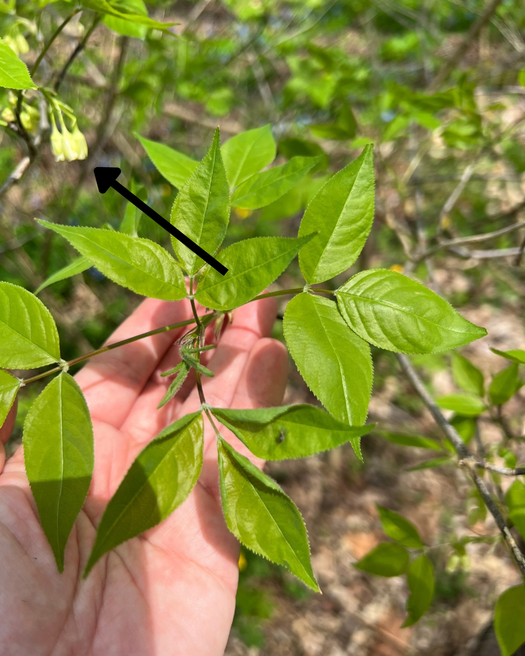 The species epithet trifolia refers to the compound leaves having three leaflets.
