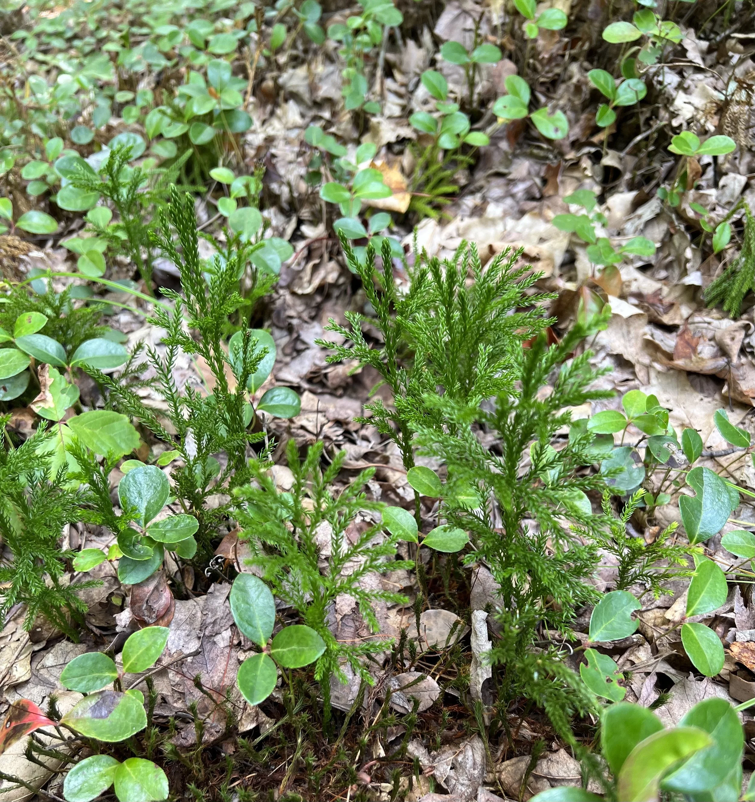 A whole patch of winterberry (Gaultheria procumbens)