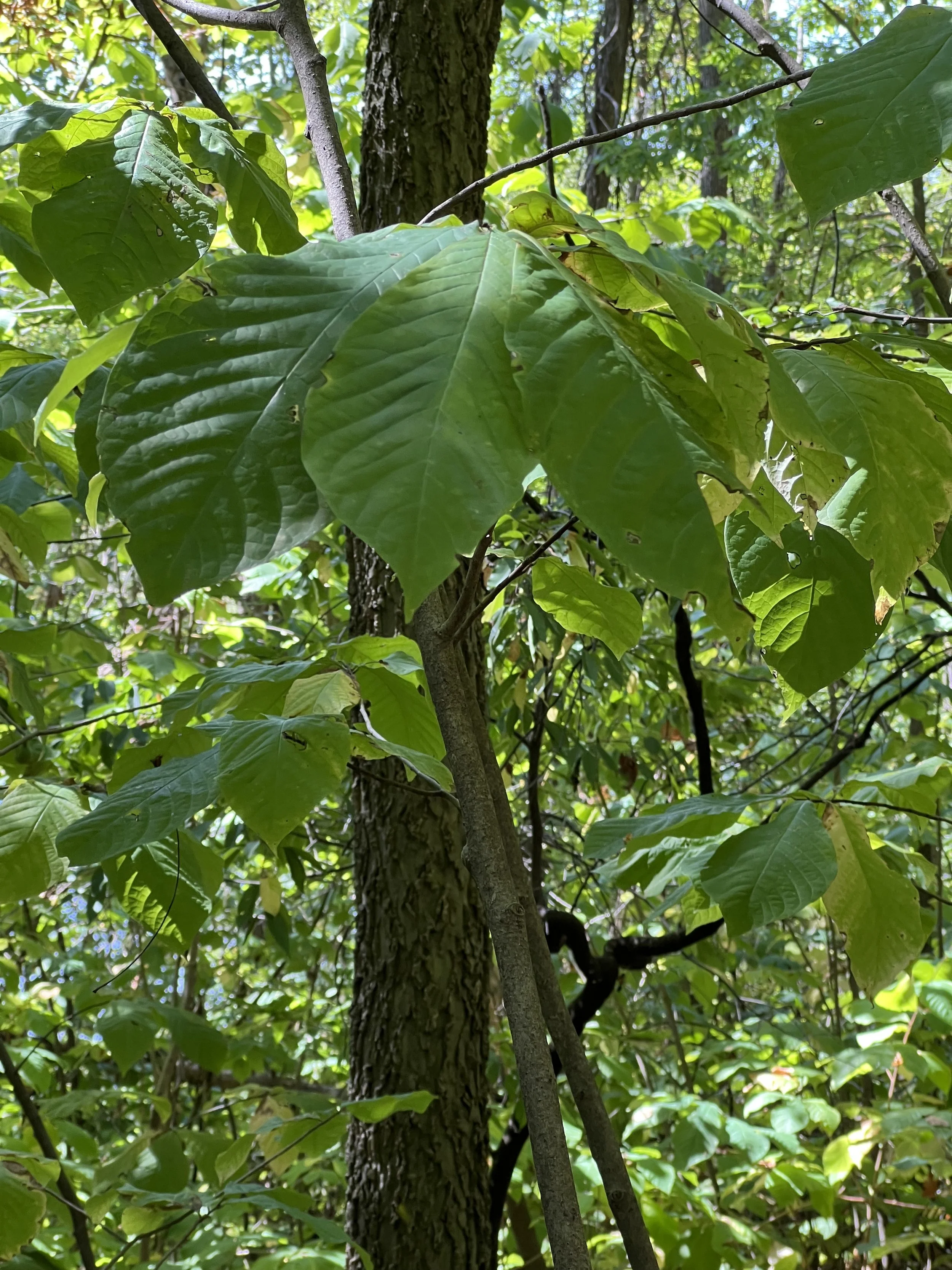 Paw paw leaves are up to 12 inches long and 4 inches wide.  They are smooth on top.