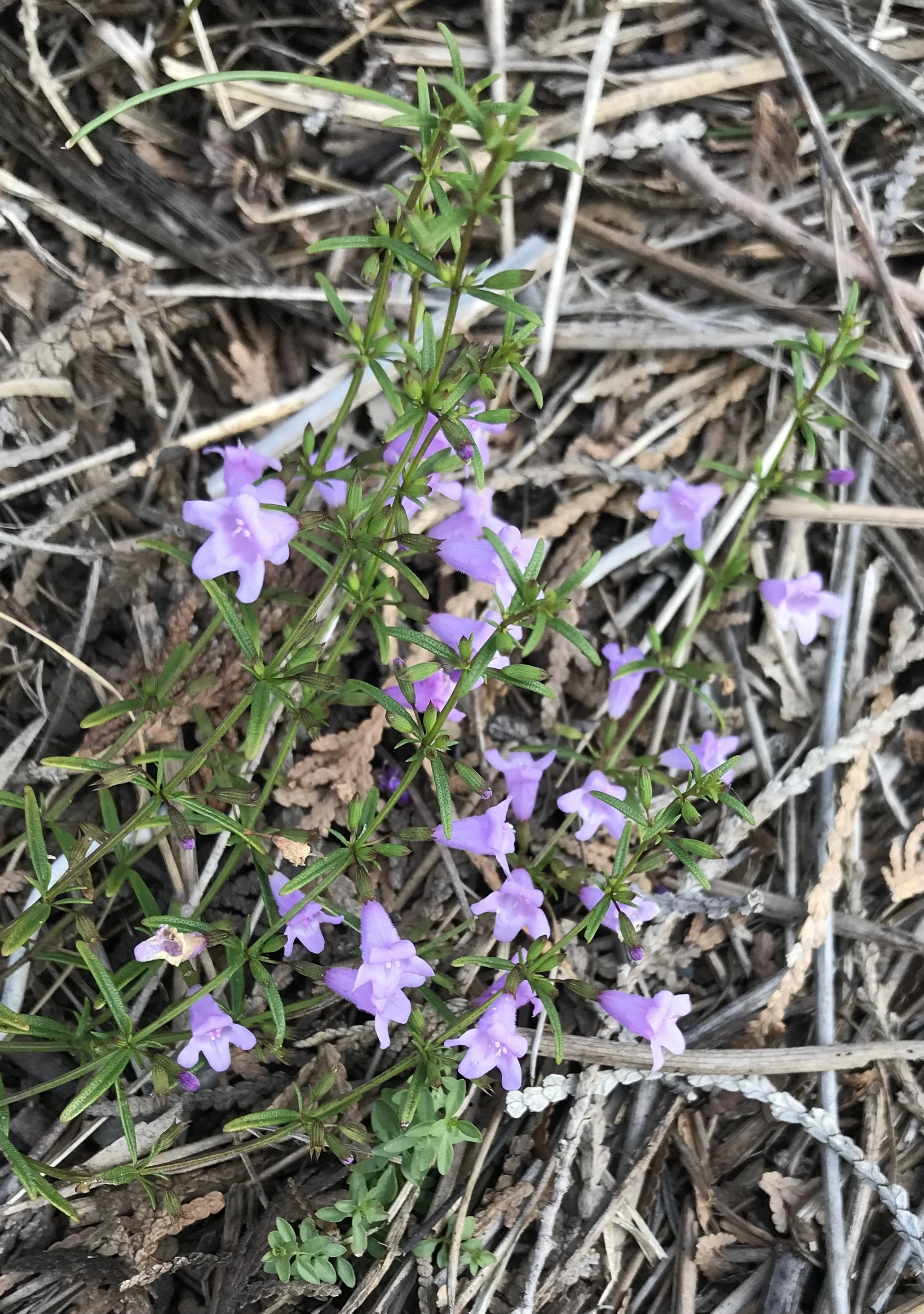 Limestone Calamint (Clinopodium arkansanum)