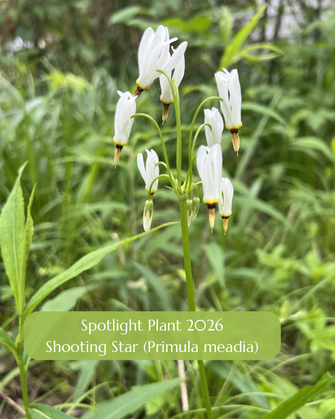 Shooting Star (Primula meadia)