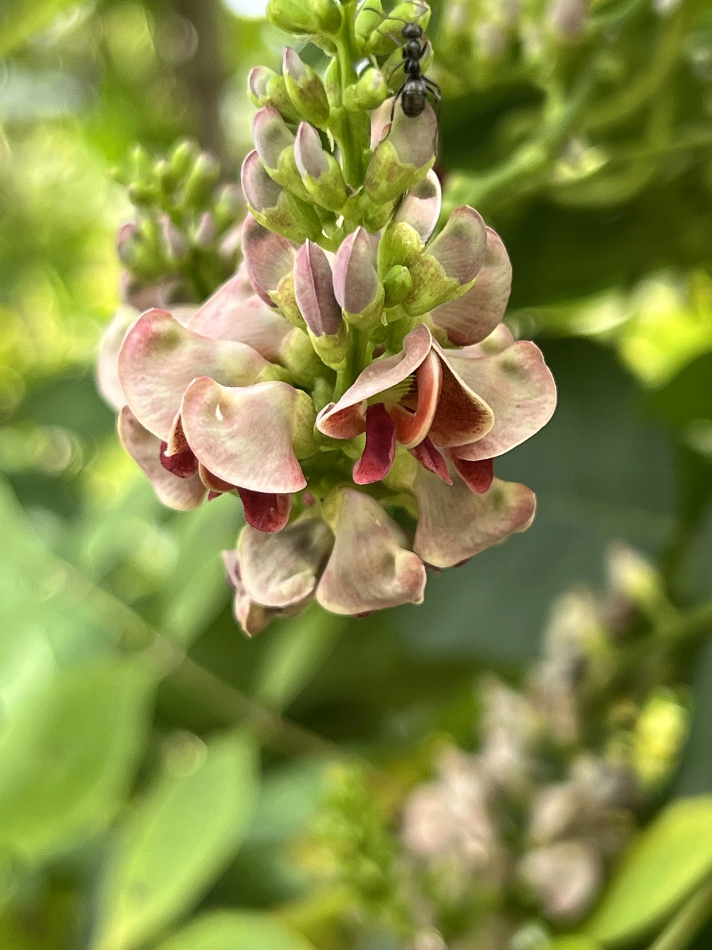 The flowers of groundnut are maroon and pink.  They hang in clumps.