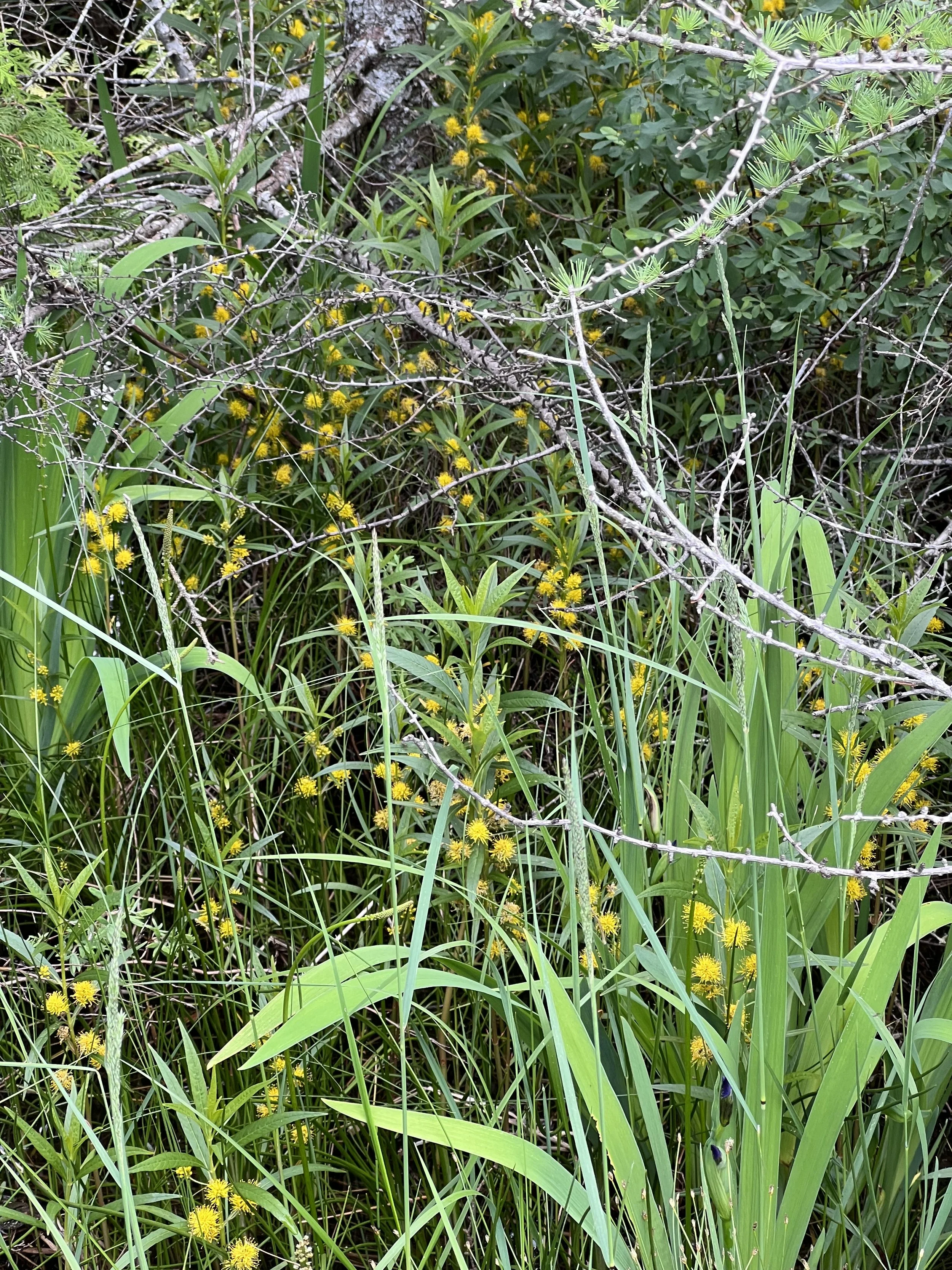 Many tufted loosestrife plants growing in a ditch with water in it.