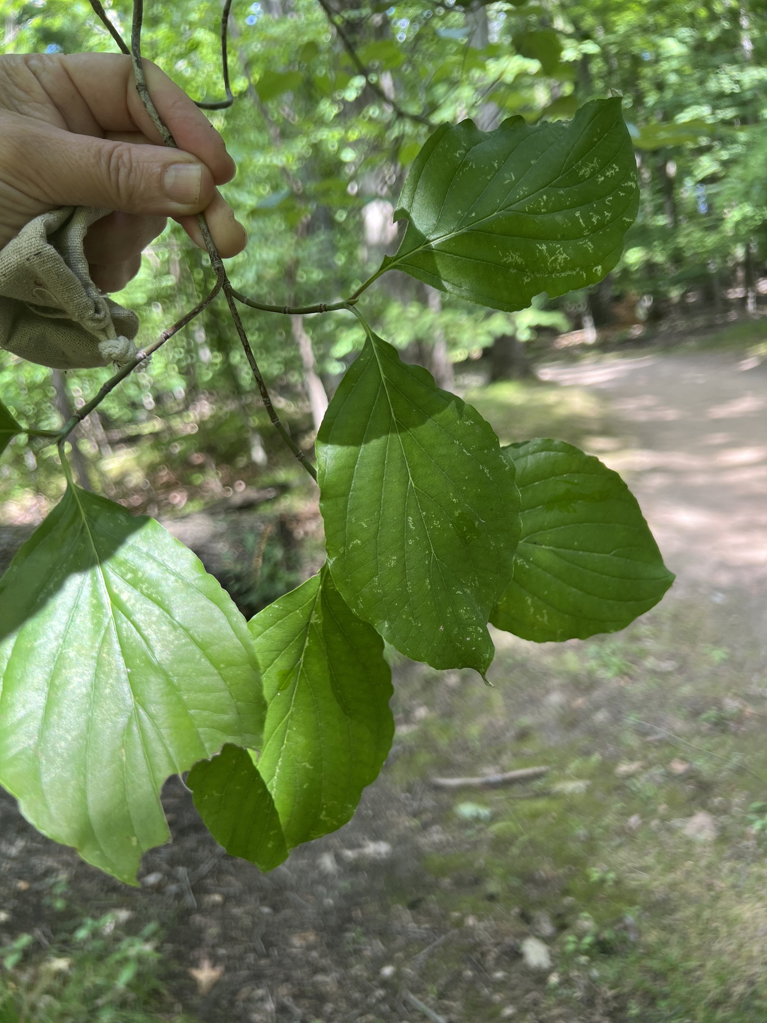 Leaves of flowering dogwood are quite round with smooth edges and dep veins.