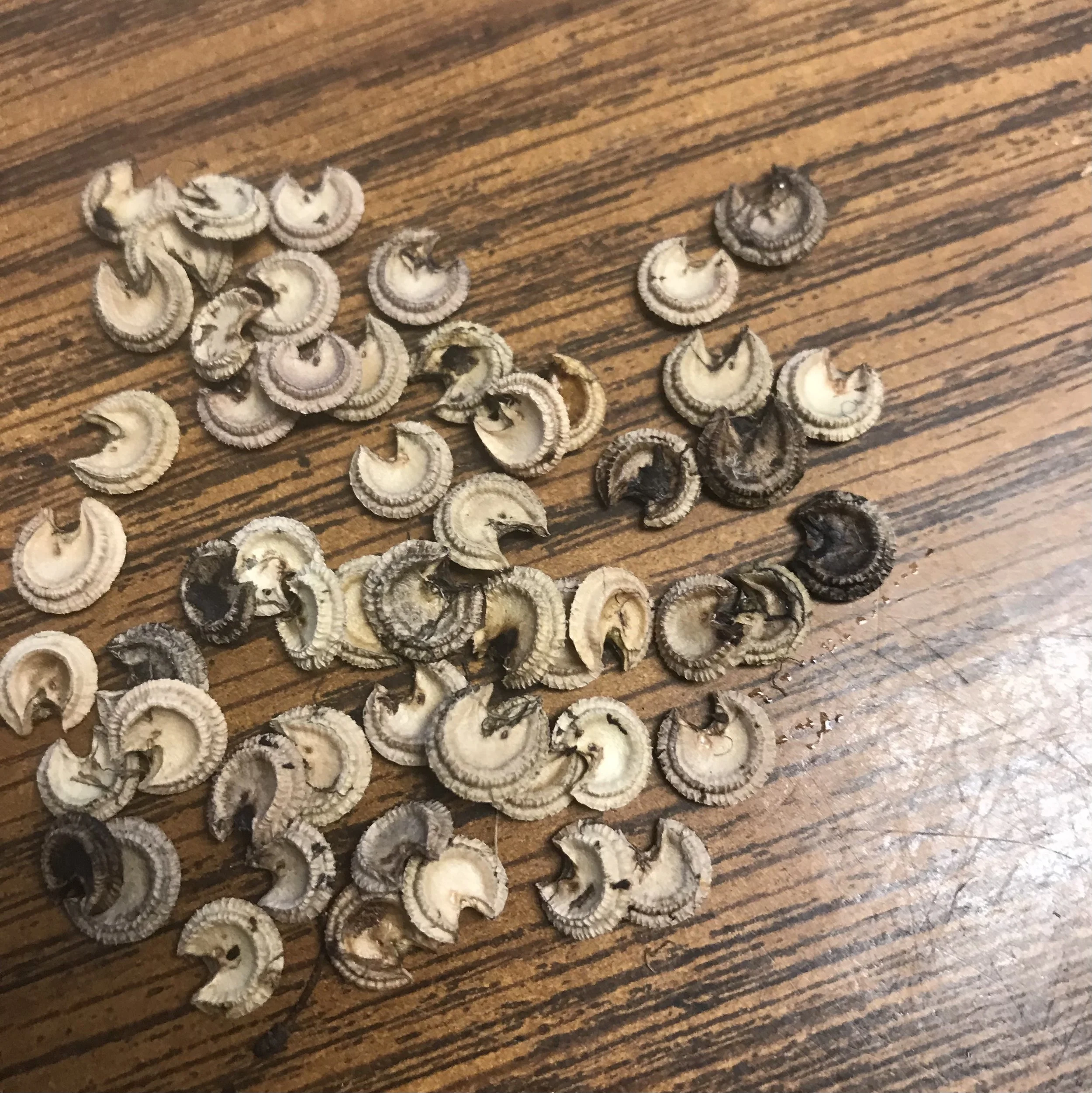 Seeds of Moonseed (Menispermum canadense) that are shaped somewhat like crescent moons.