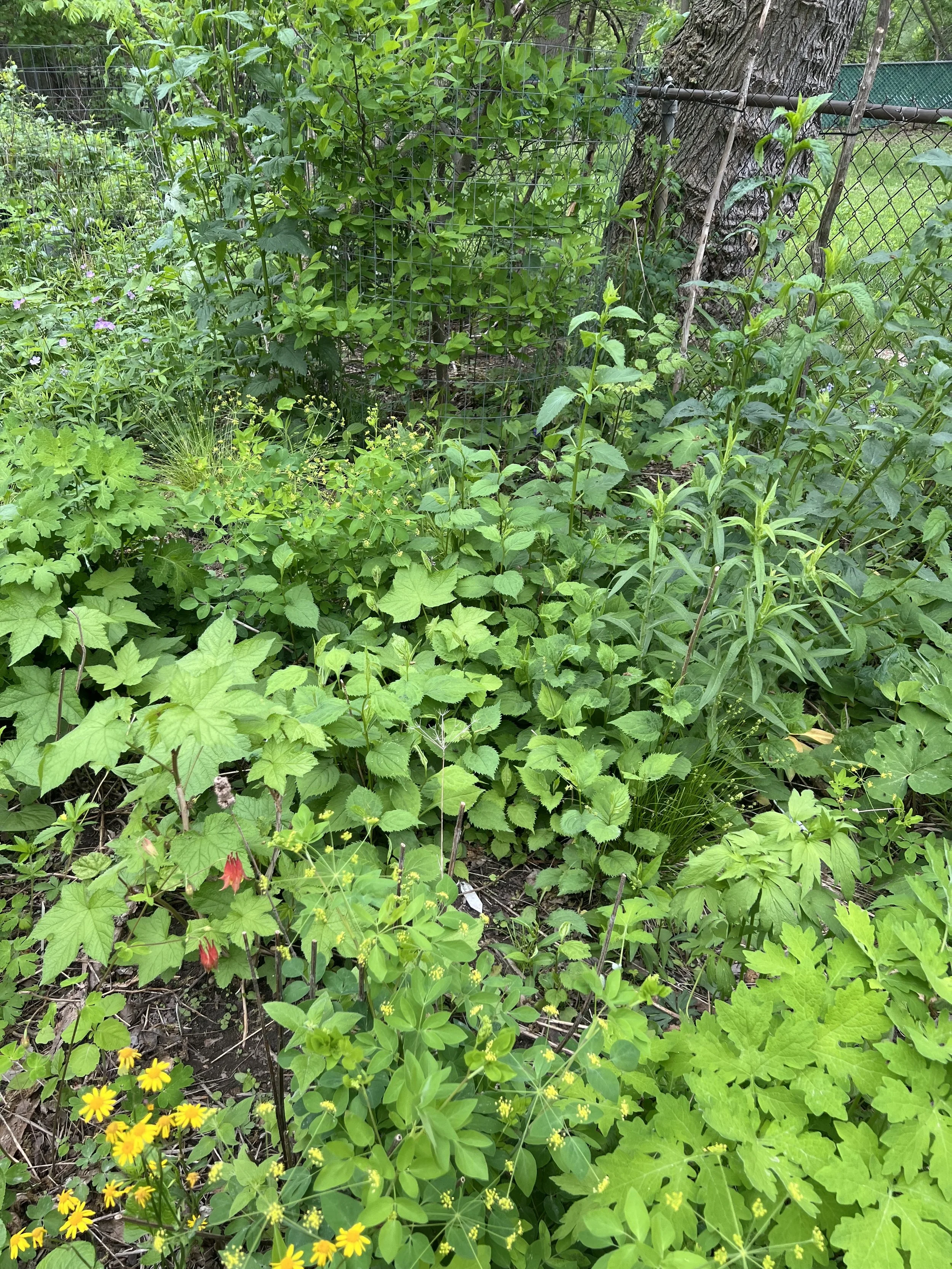 This woodland garden is in its 3rd year.  It has filled in nicely and is mixed species garden including wood poppy, yellow pimpernel, golden ragwort, zig zag goldenrod, early figwort, spice bush, jewel weed, thimbleweed and more!  Early spring bloome