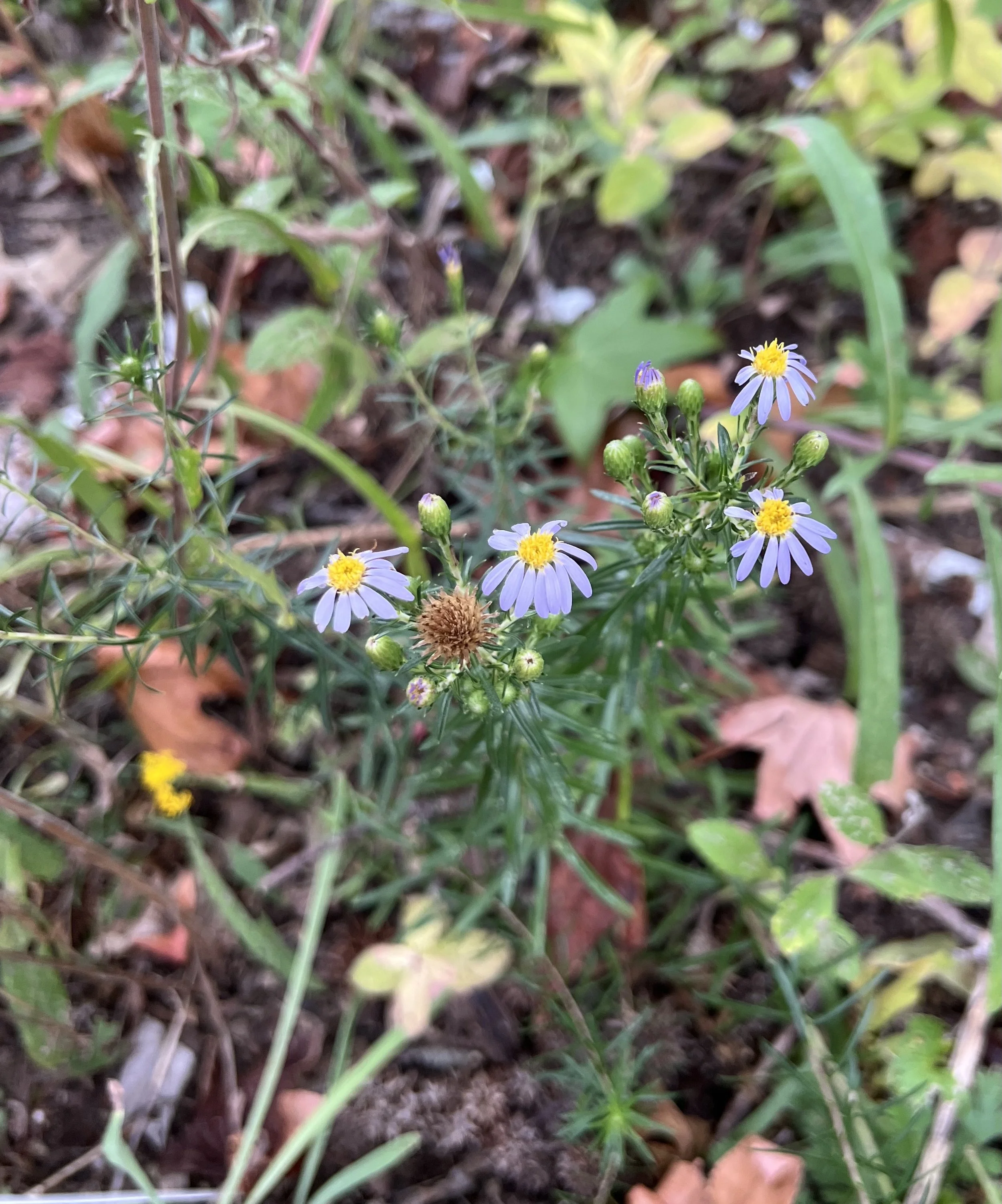 Stiff Aster (Ionactis linarifolius)