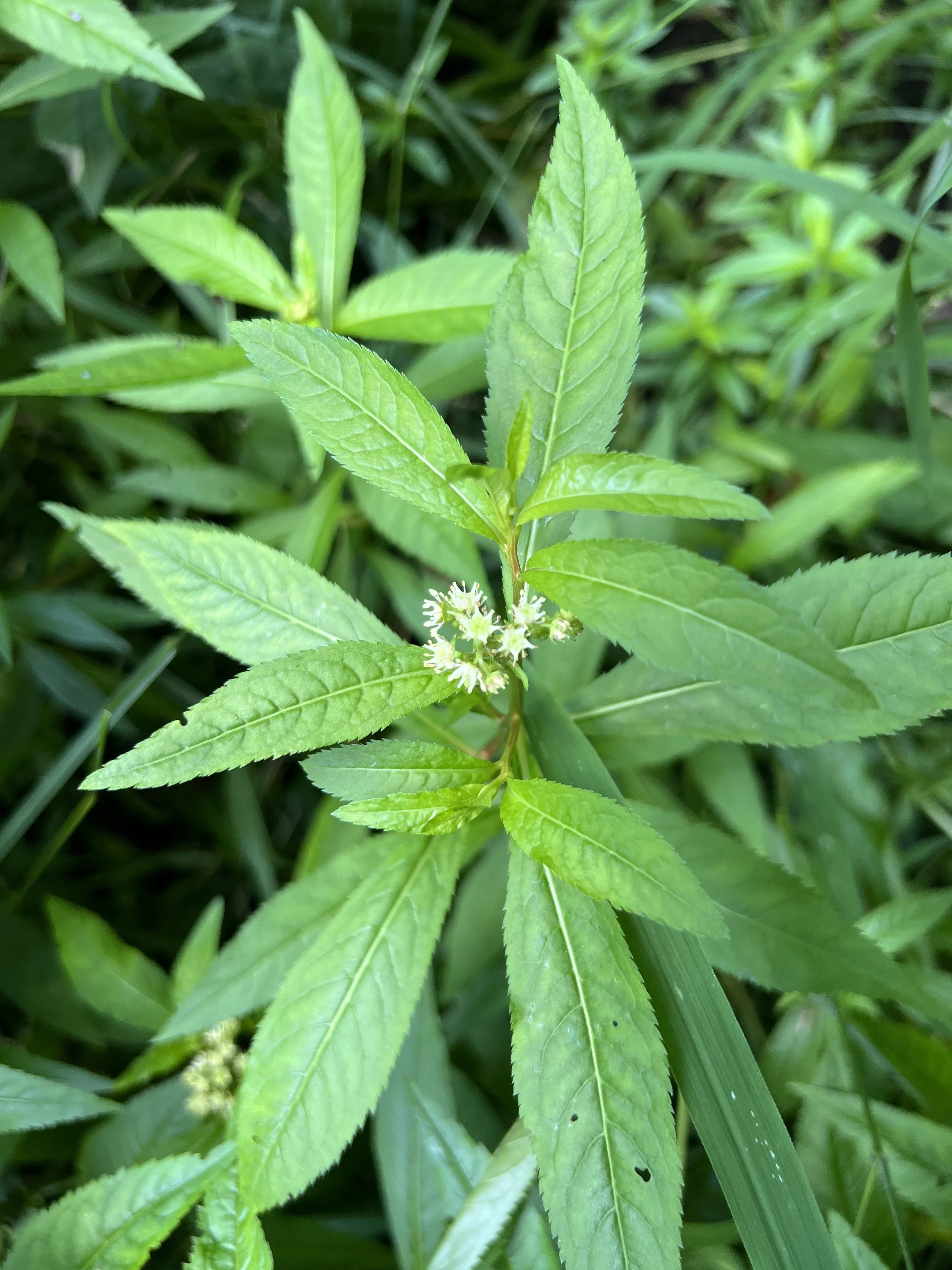 Ditch stonecrop grows in medium to wet areas in part sun to full sun.  It has lanceolata leaves and small, start-shaped, white flowers