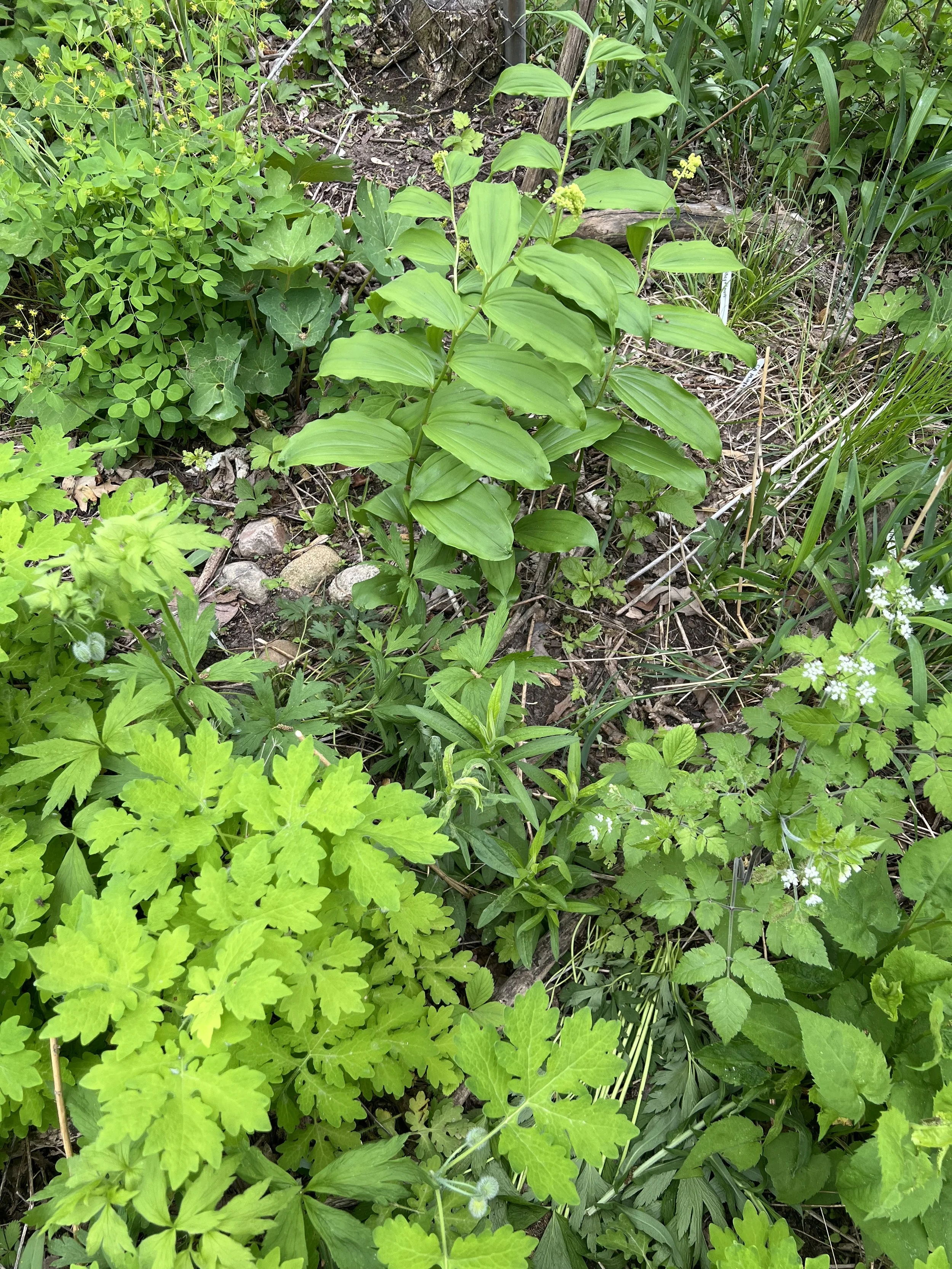 Mixed in this area is false solomon’s  seal in the center with aniseroot, wood popppy, yellow pimpernel, bloodroot, and some sedges.  This garden has a pathway that is out of view.