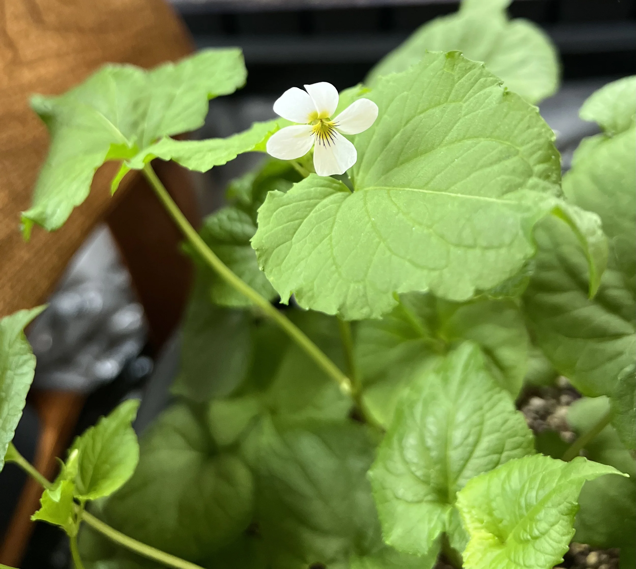 Viola canadensis has large leaves as can be seen in this photo.