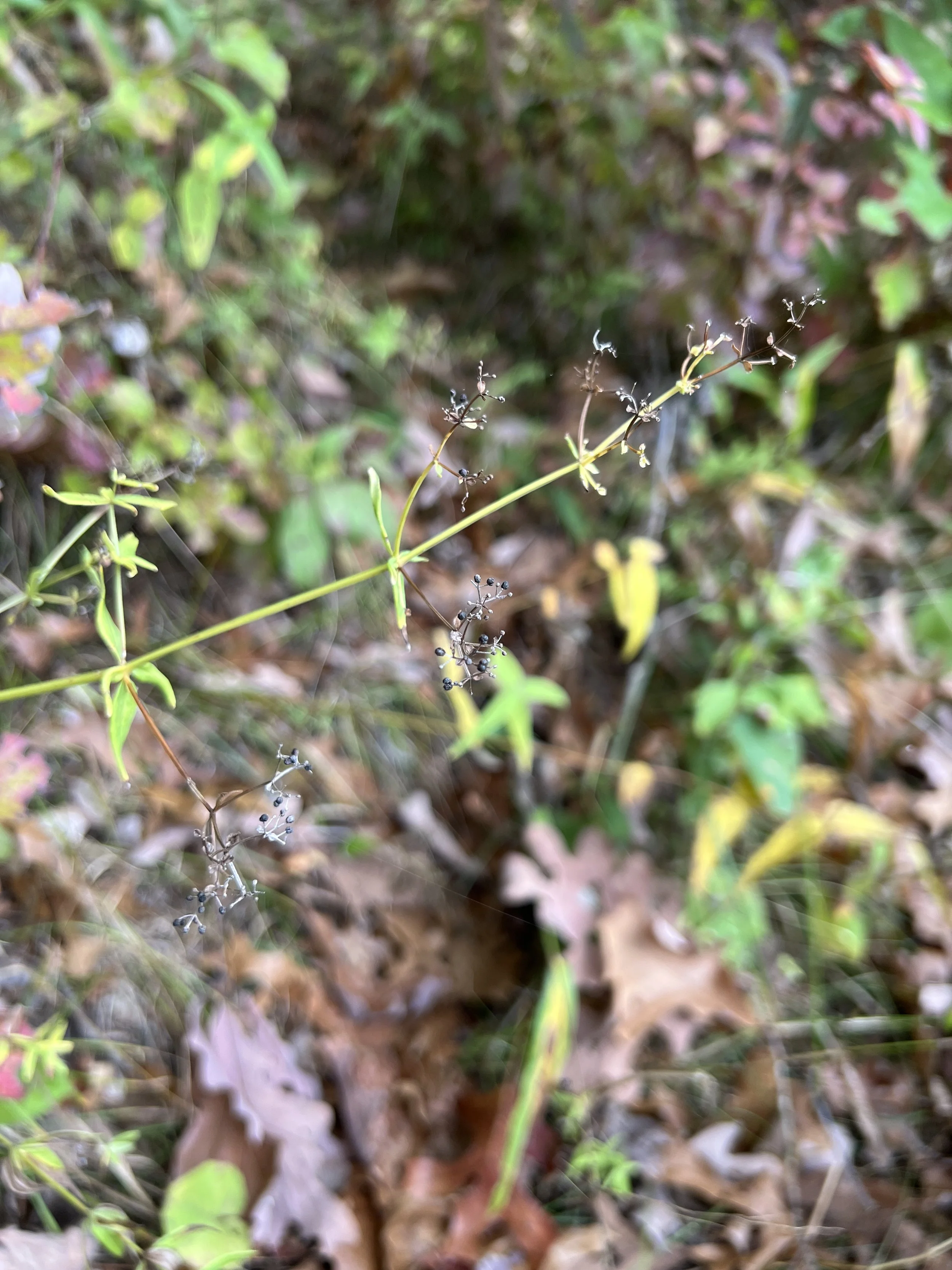Northern Bedstraw (Galium boreale) in the fall with black, round seeds still attached.
