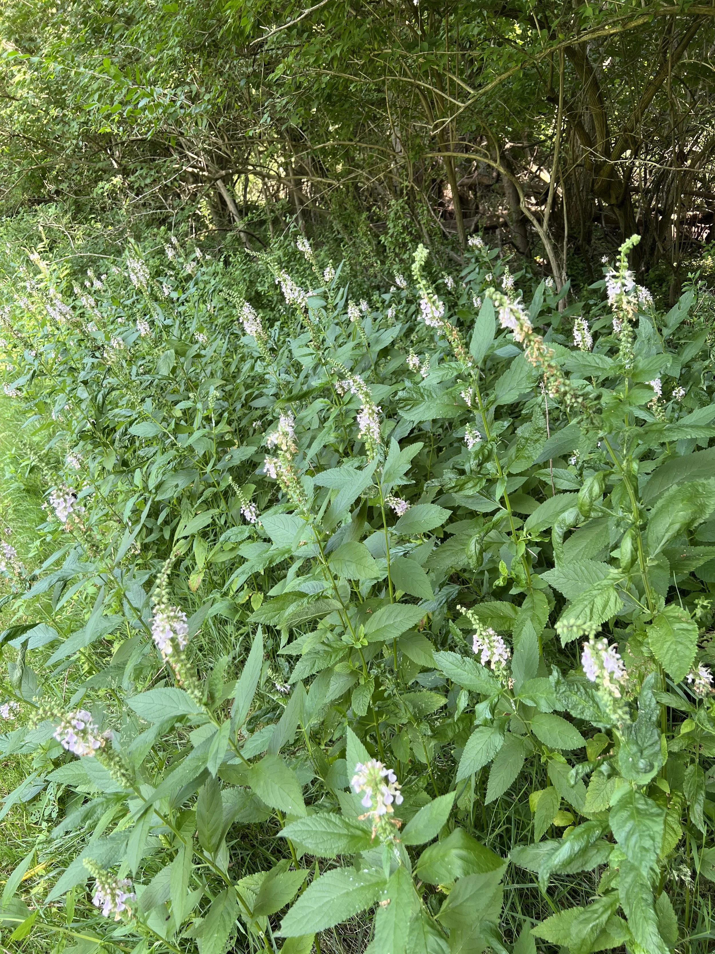 Germander (Wood sage) can form large colonies in moist places.