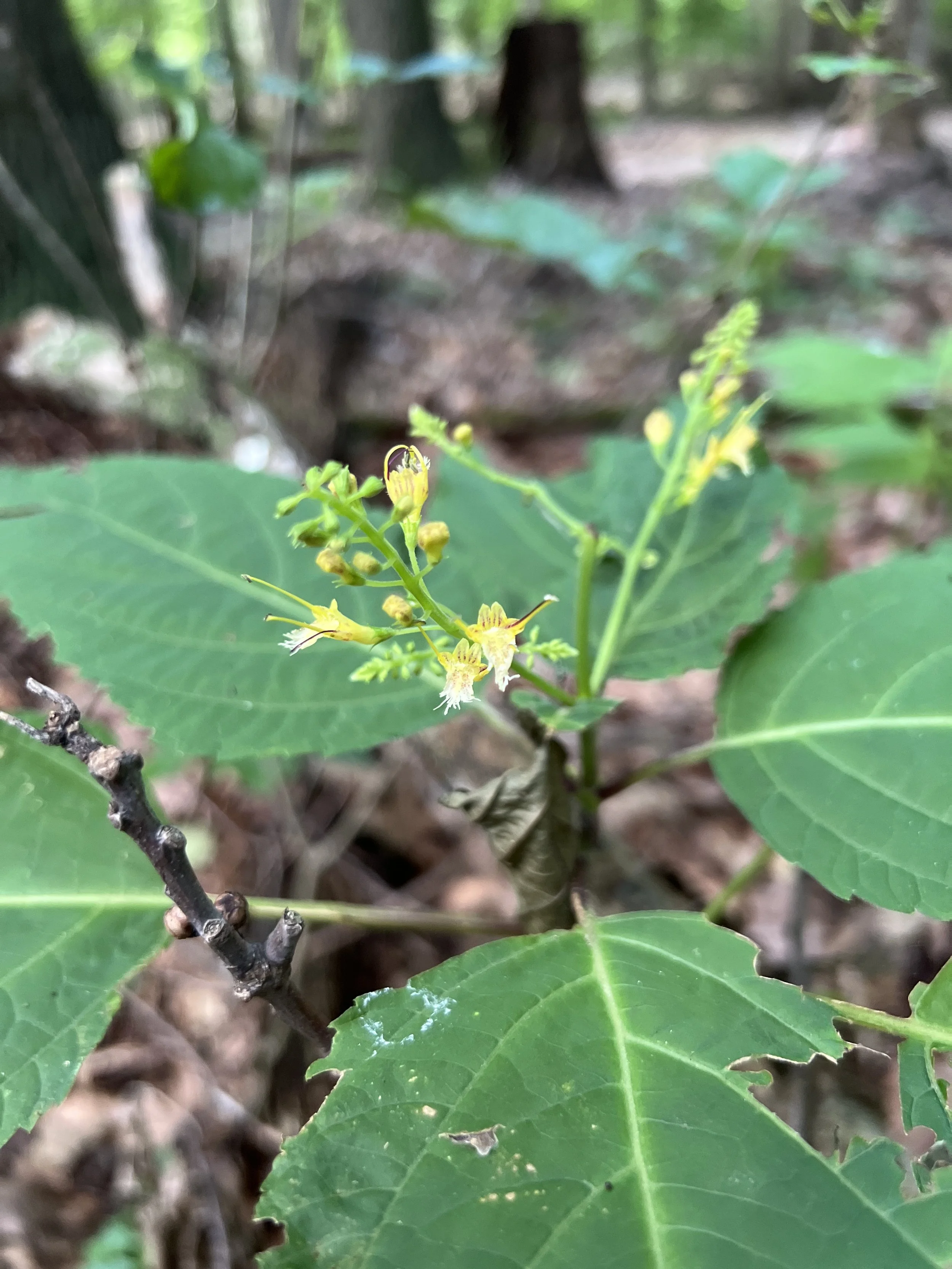 Horsebalm has yellow flowers with red highlights.  Horsebalm has large leaves that are opposite each other.