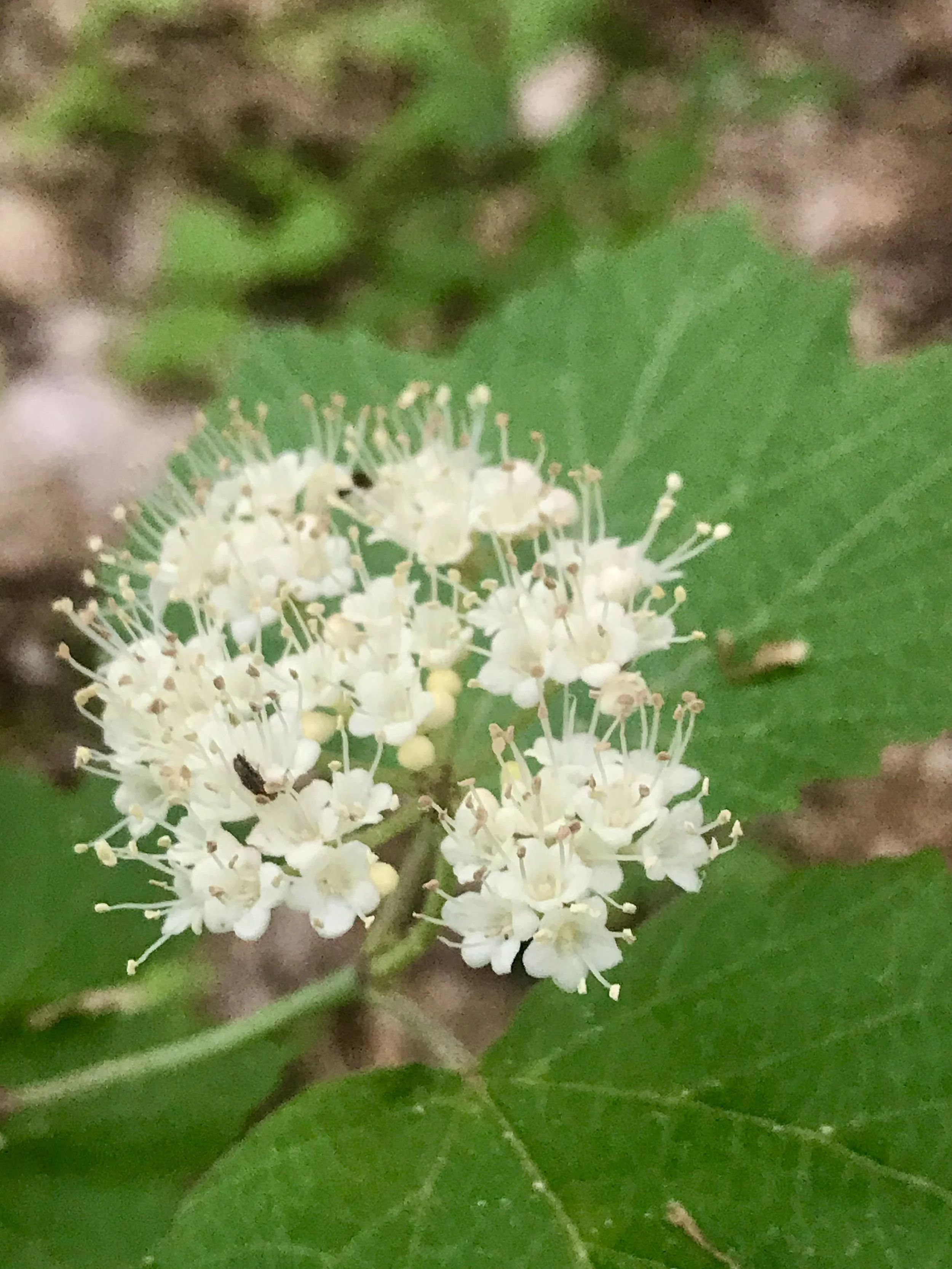 A panicle of white maple leaf viburnum flowers is in full bloom with long stamens and cream colored anthers.