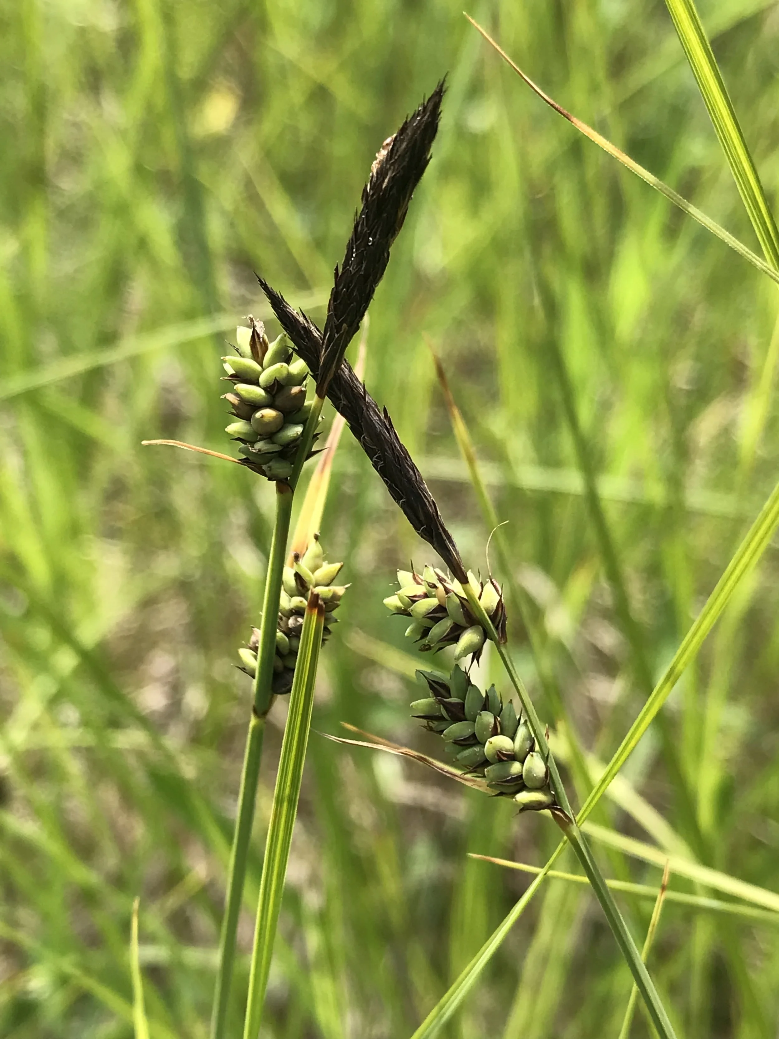 Buxbaum’s Sedge (Carex buxbaumii)