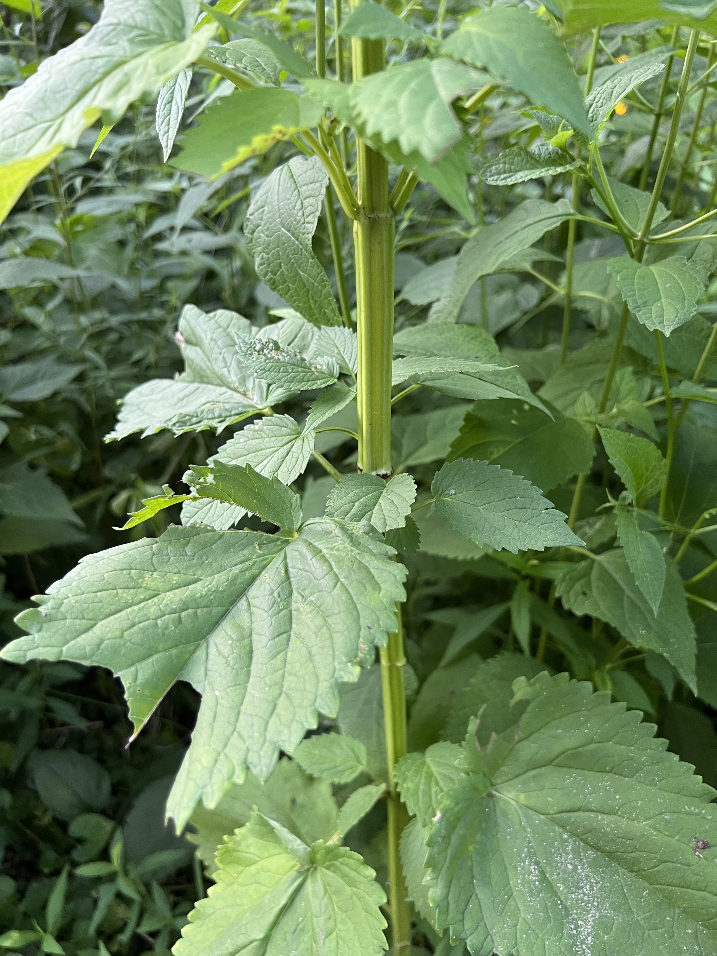 Giant Yellow Hyssop has a sturdy, square-shaped stem.