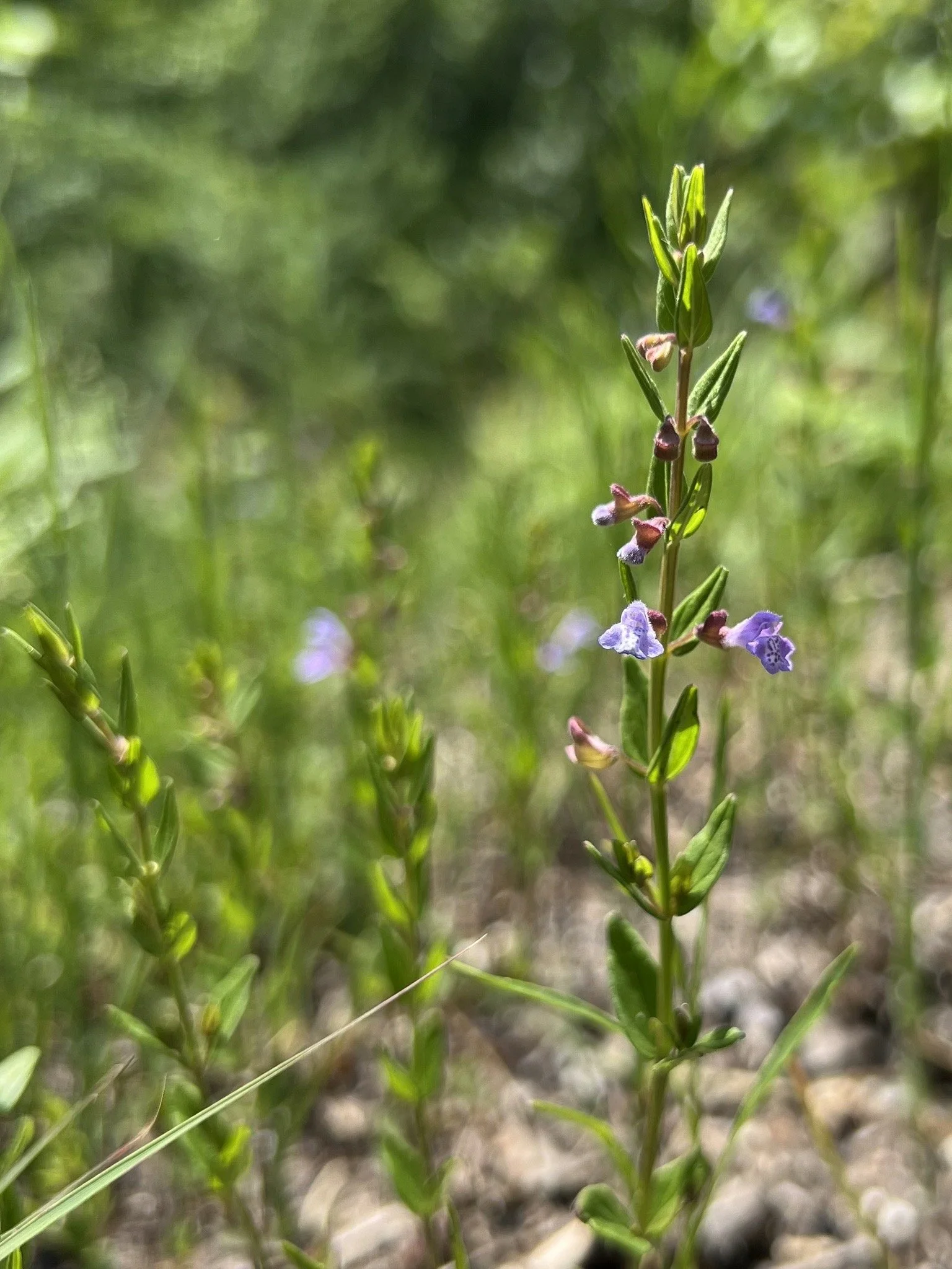 Small skullcap produces flowers from the axils of the leaves.  They are small and purple, and quite beautiful close-up.