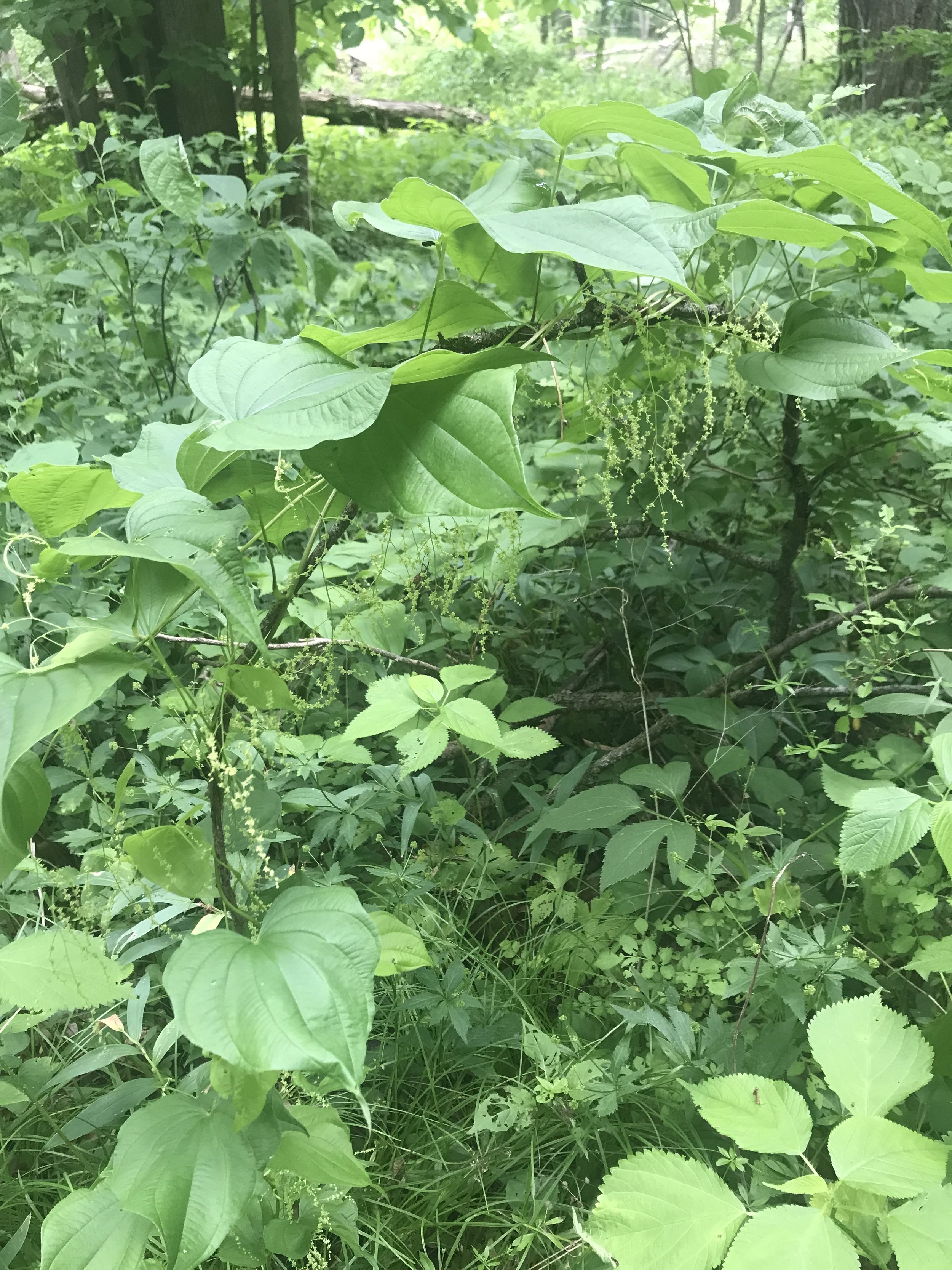 A large wild yam vine with many heart-shaped leaves and the dangling male flowers.