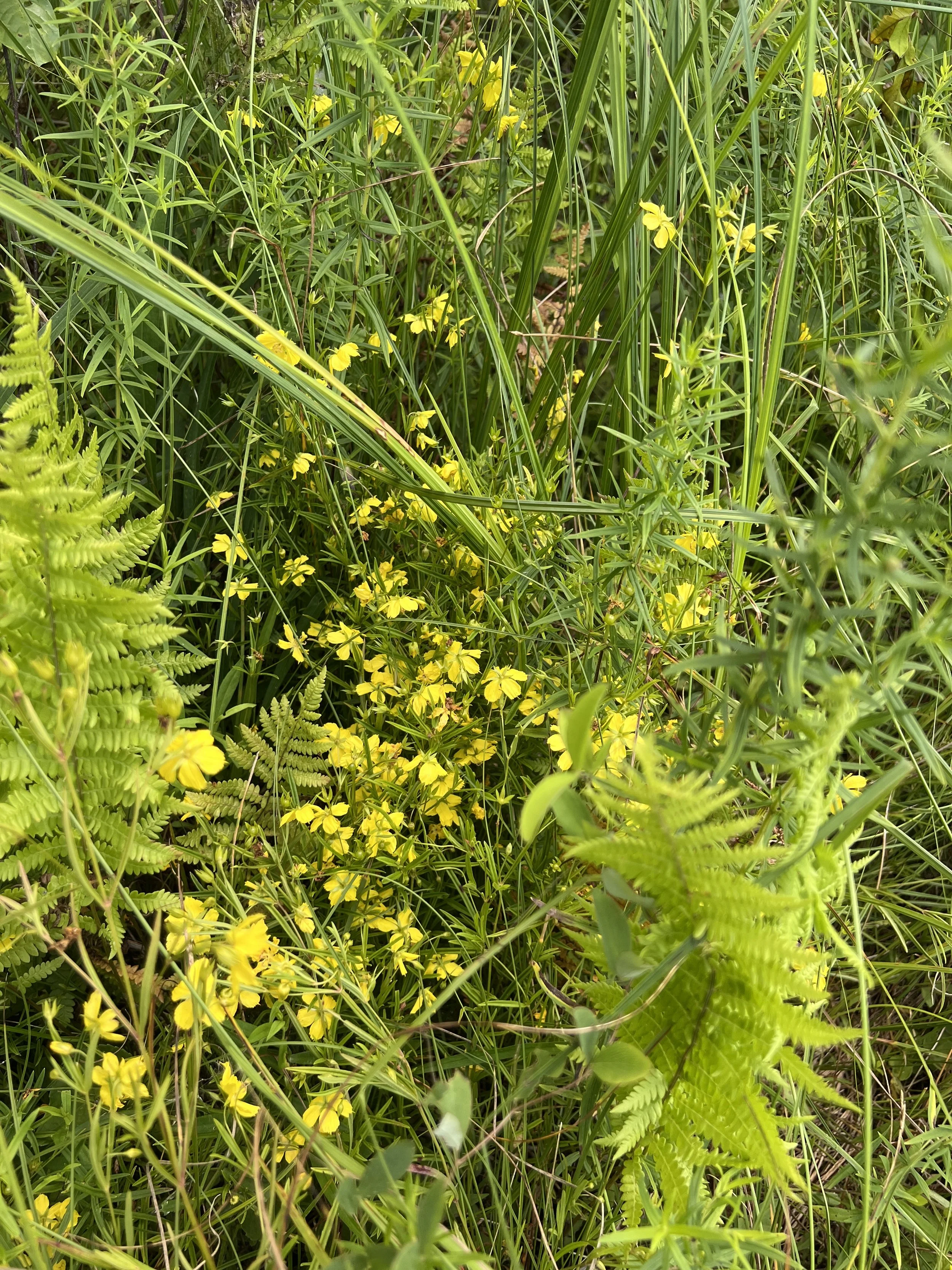 Prairie Loosestrife is numerous here with ferns and grasses