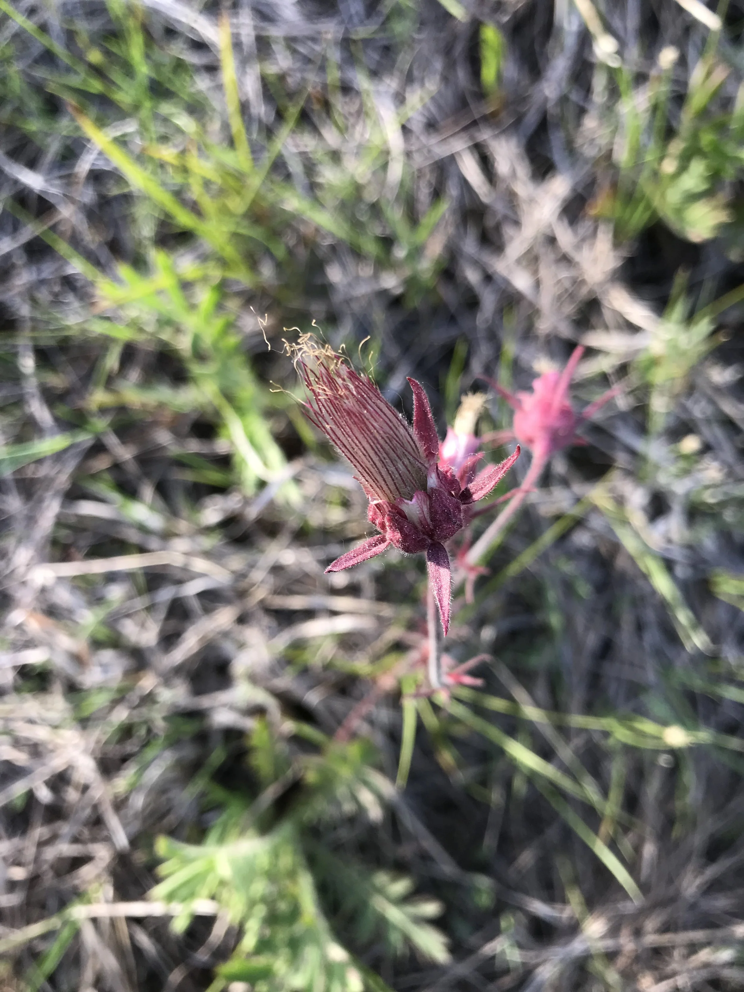 IMG_3039.jpeg