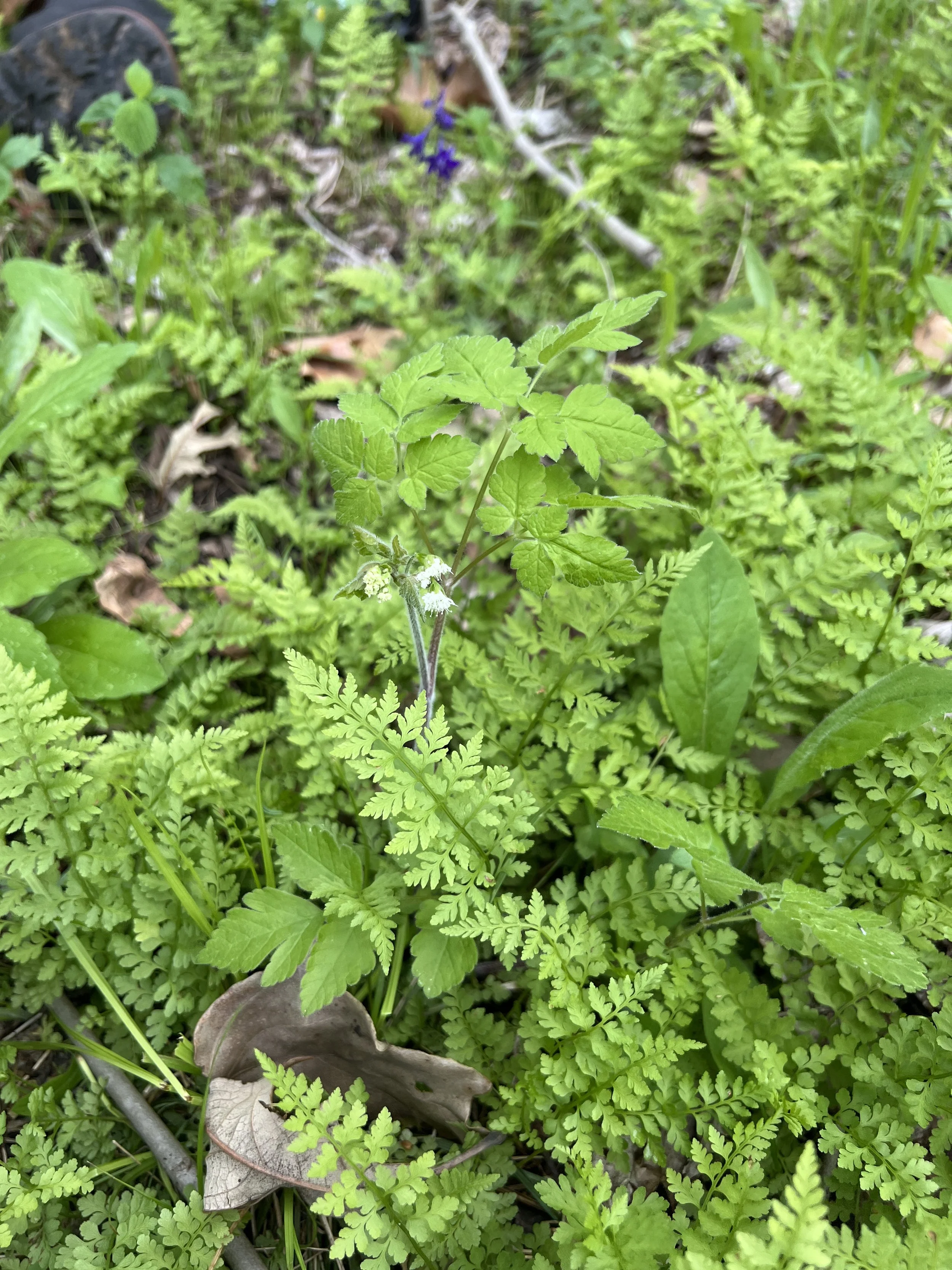 Aniseroot among southern fragile ferns.