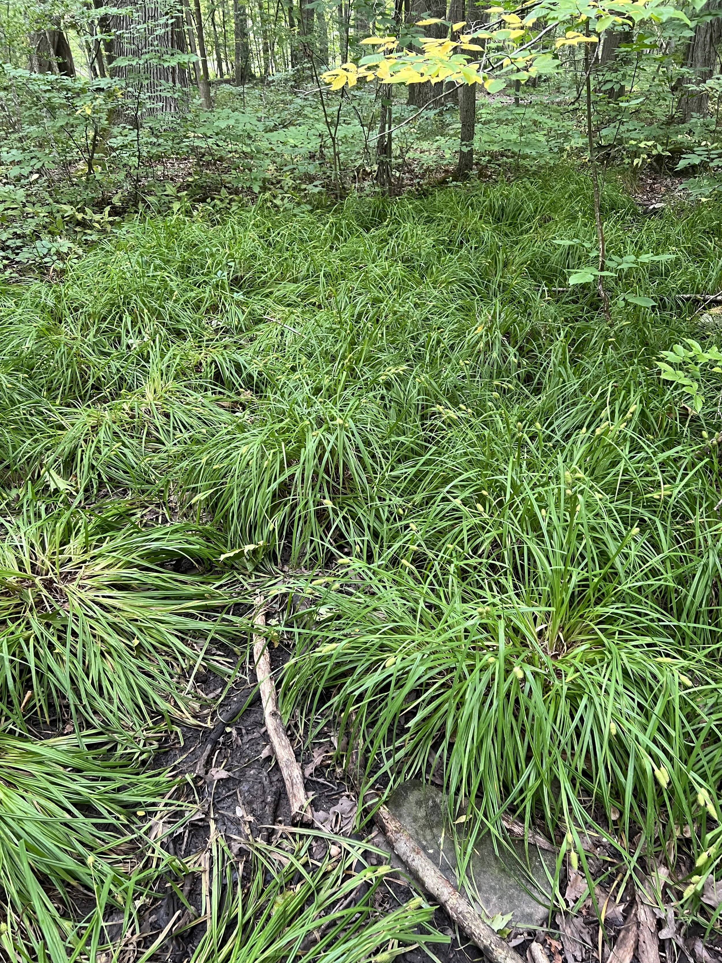 A large group of Carex typhina in a depression in the woods.