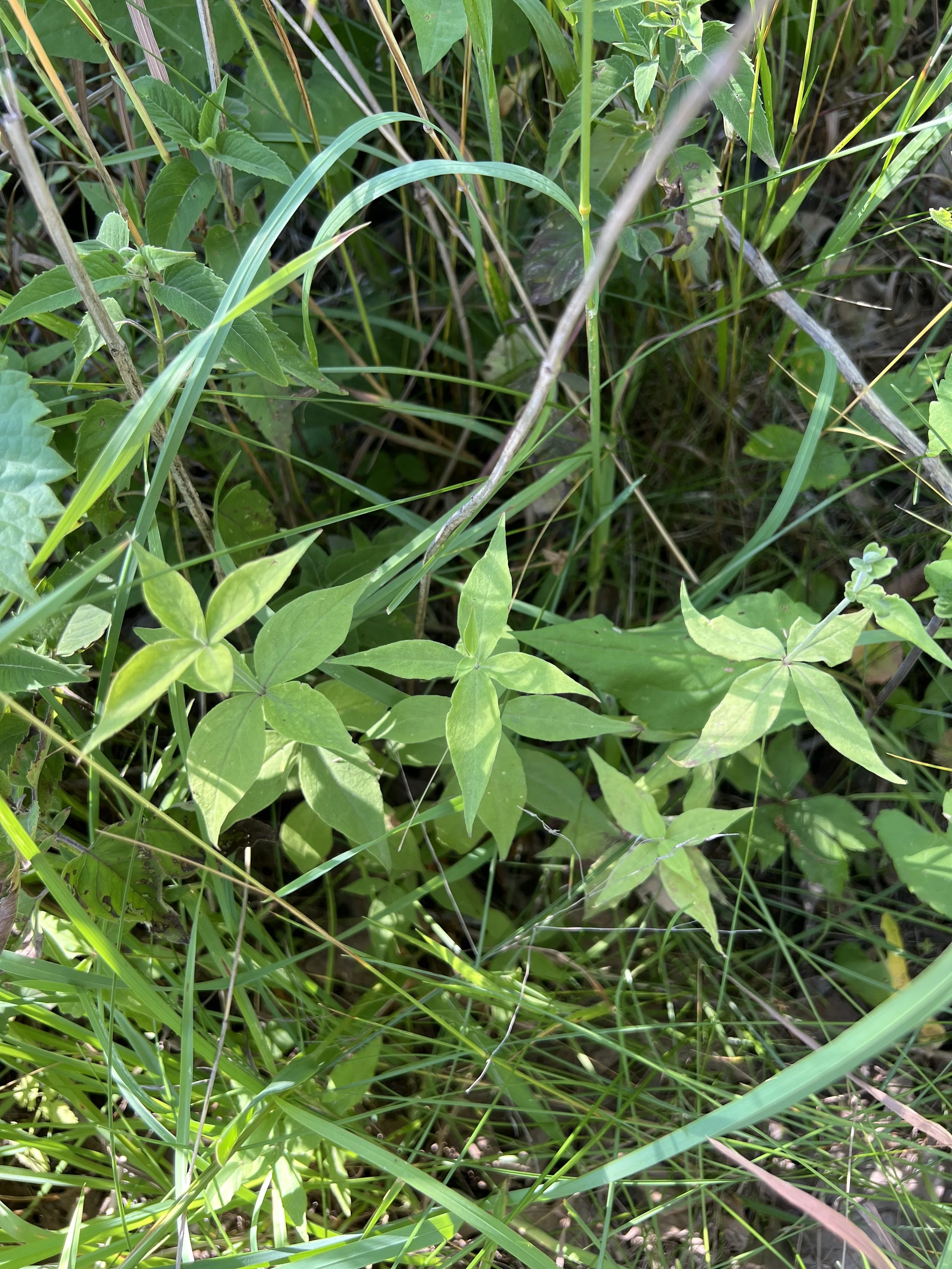 Four starry campion plants showing the whorls of four leaves.