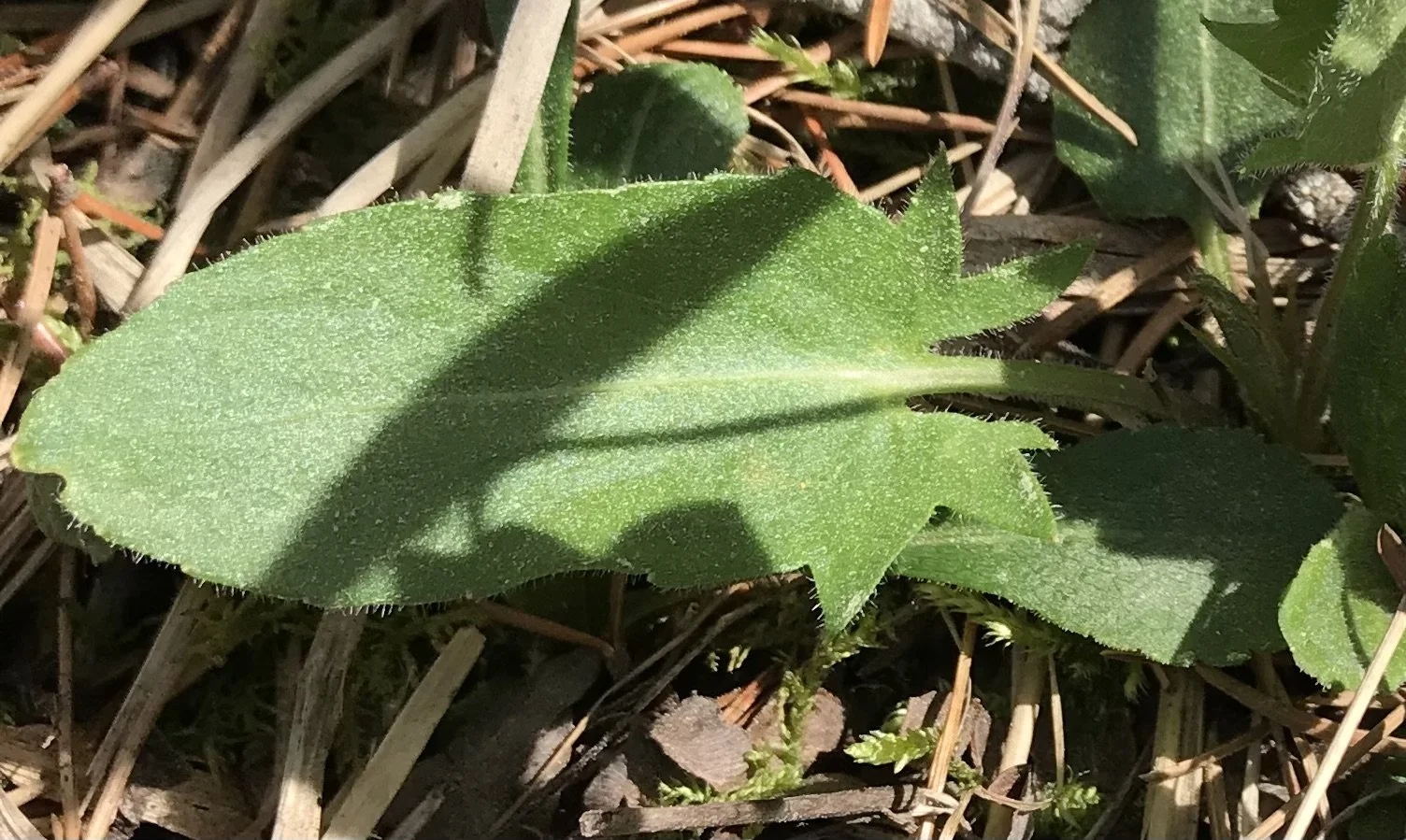 ボンバダ　ジェットスロウ　アルタミラ Arrow-leaved Violet (Viola sagittata) — Wild Ginger Woodlands