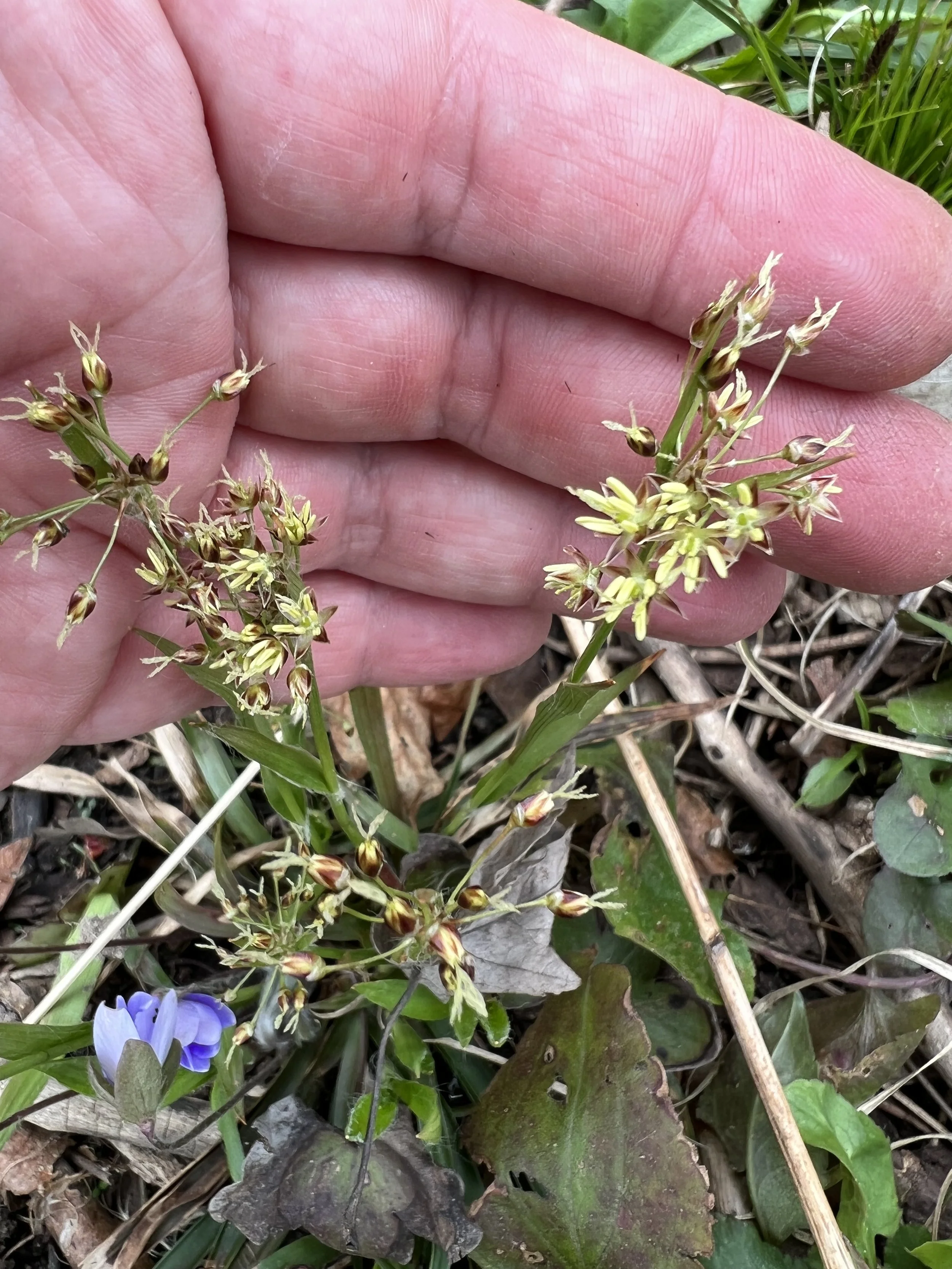 The yellow anthers of hairy wood rush are readily apparent in this photo