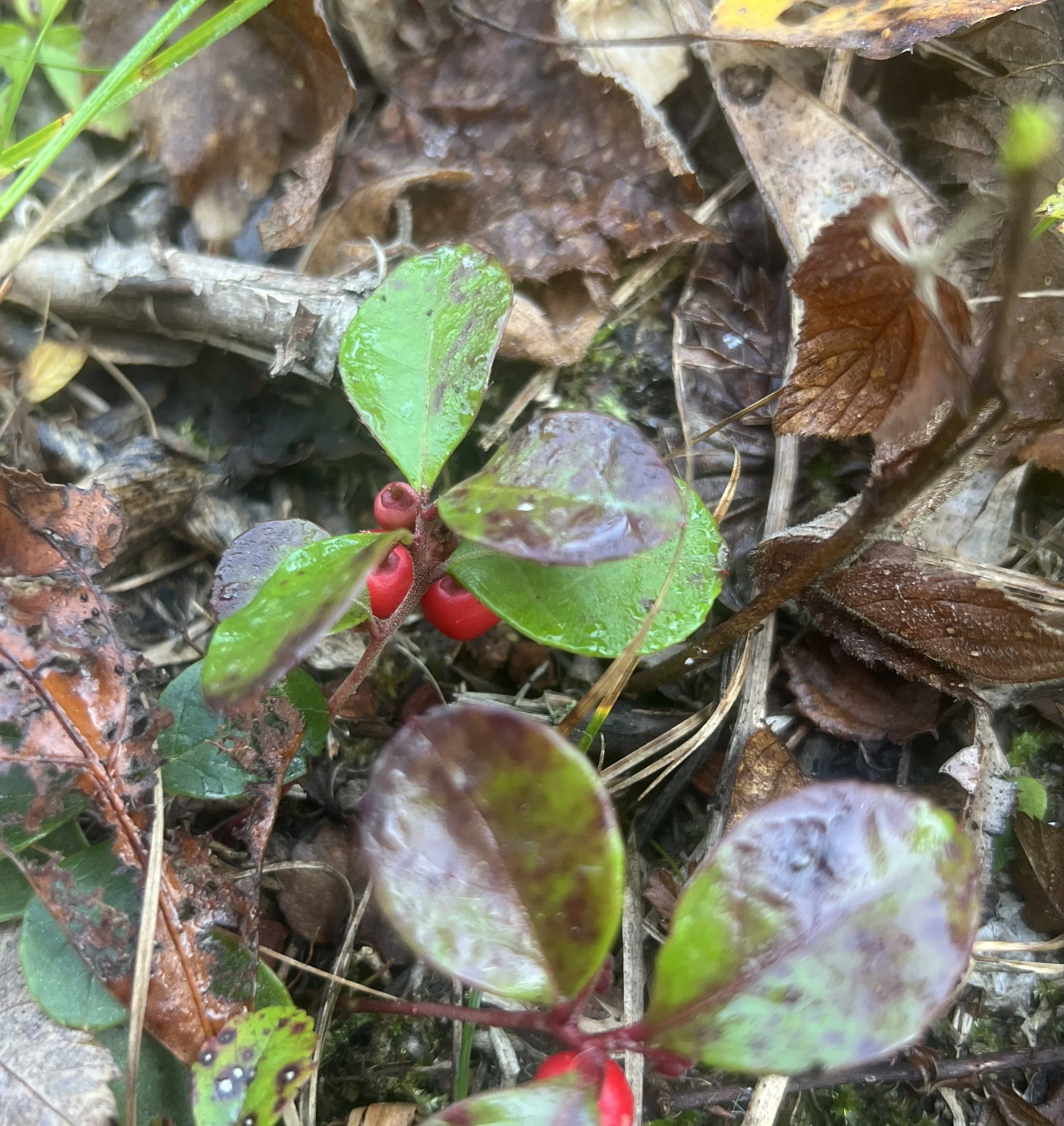 The oval leaves of wintergreen are turning brown in the fall while the berries are bright red and ripe.