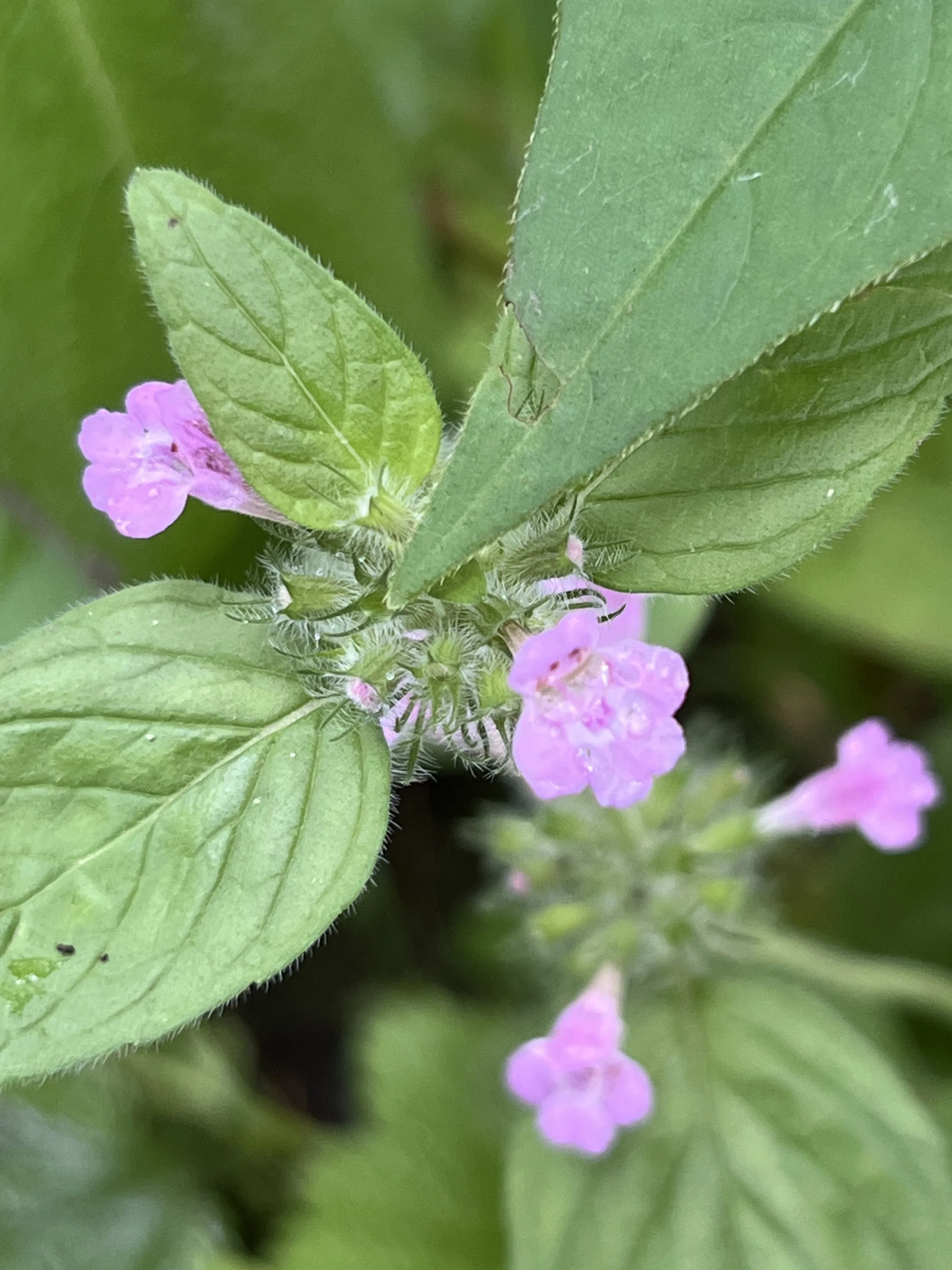 Wild Basil is in the mint family. It has a whorl of small purplish pink flowers.  The leaves are opposite and deeply veined.